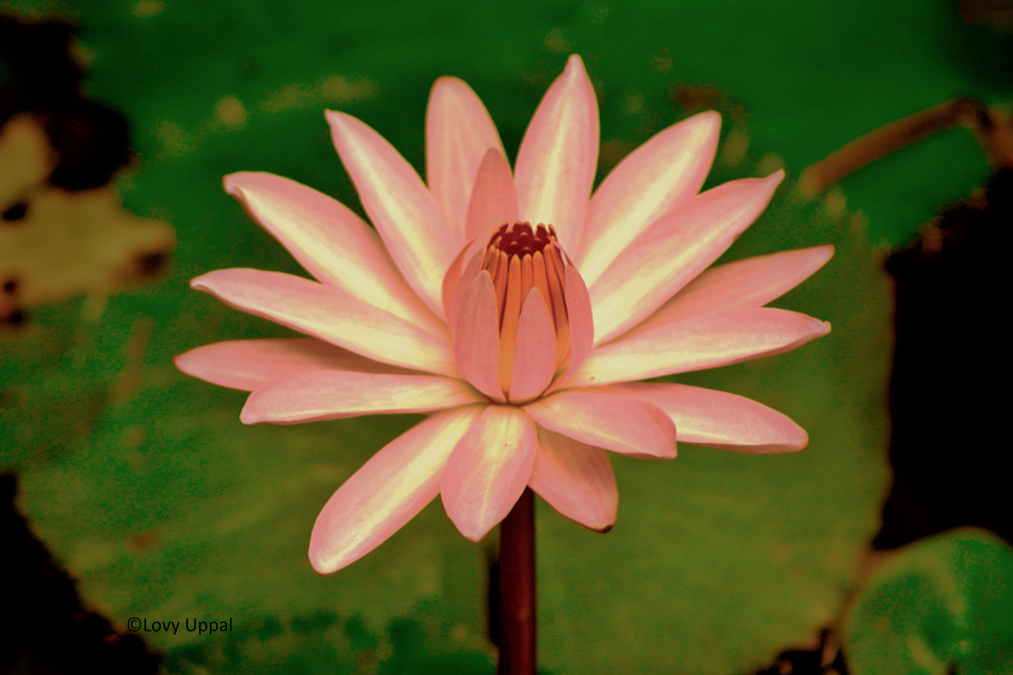 Nikon AF Nikkor 70-300mm F4-5.6G sample photo. Nymphaea pubescens photography