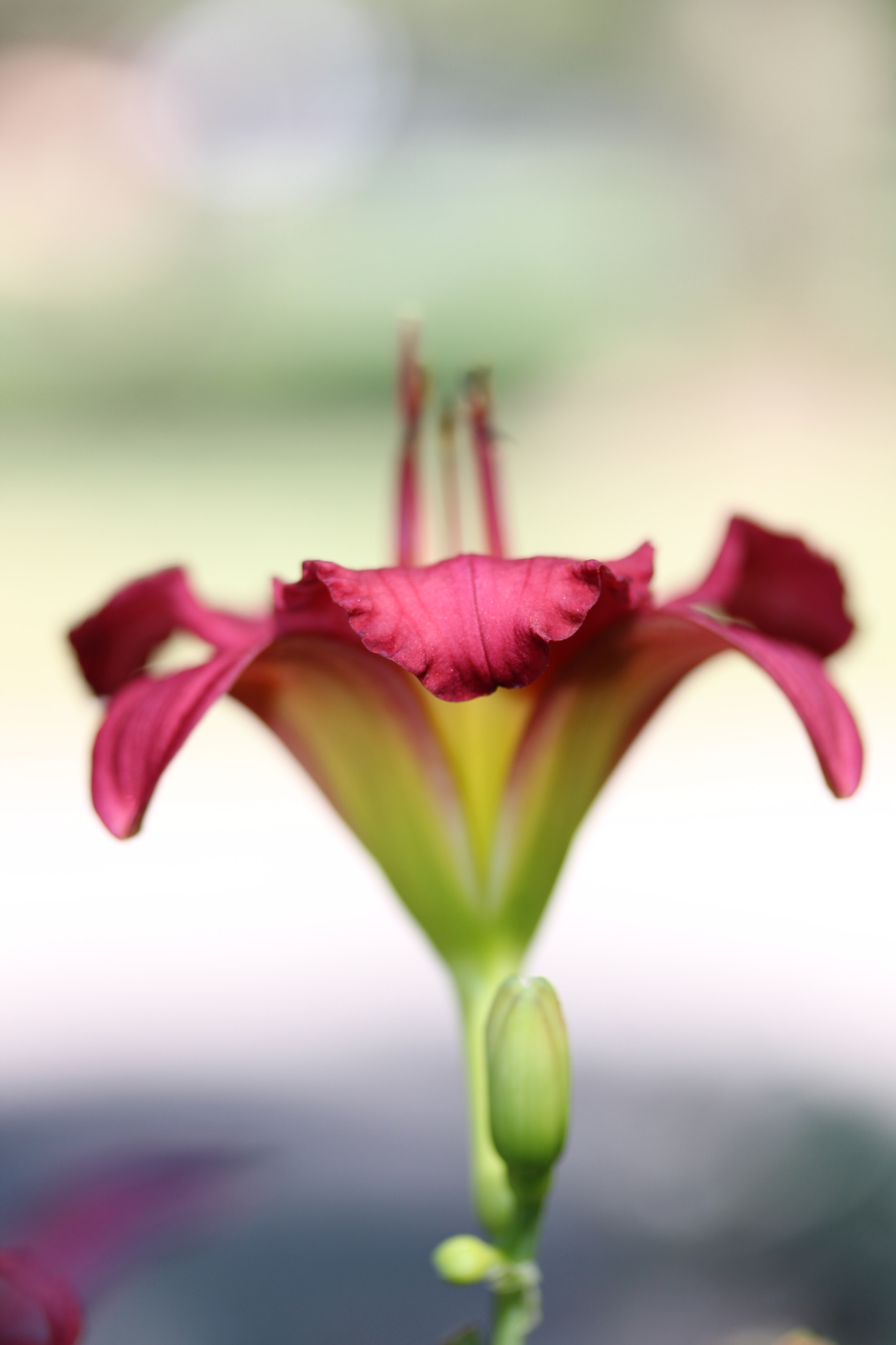 Canon EF-S 60mm F2.8 Macro USM sample photo. Leaf edge photography