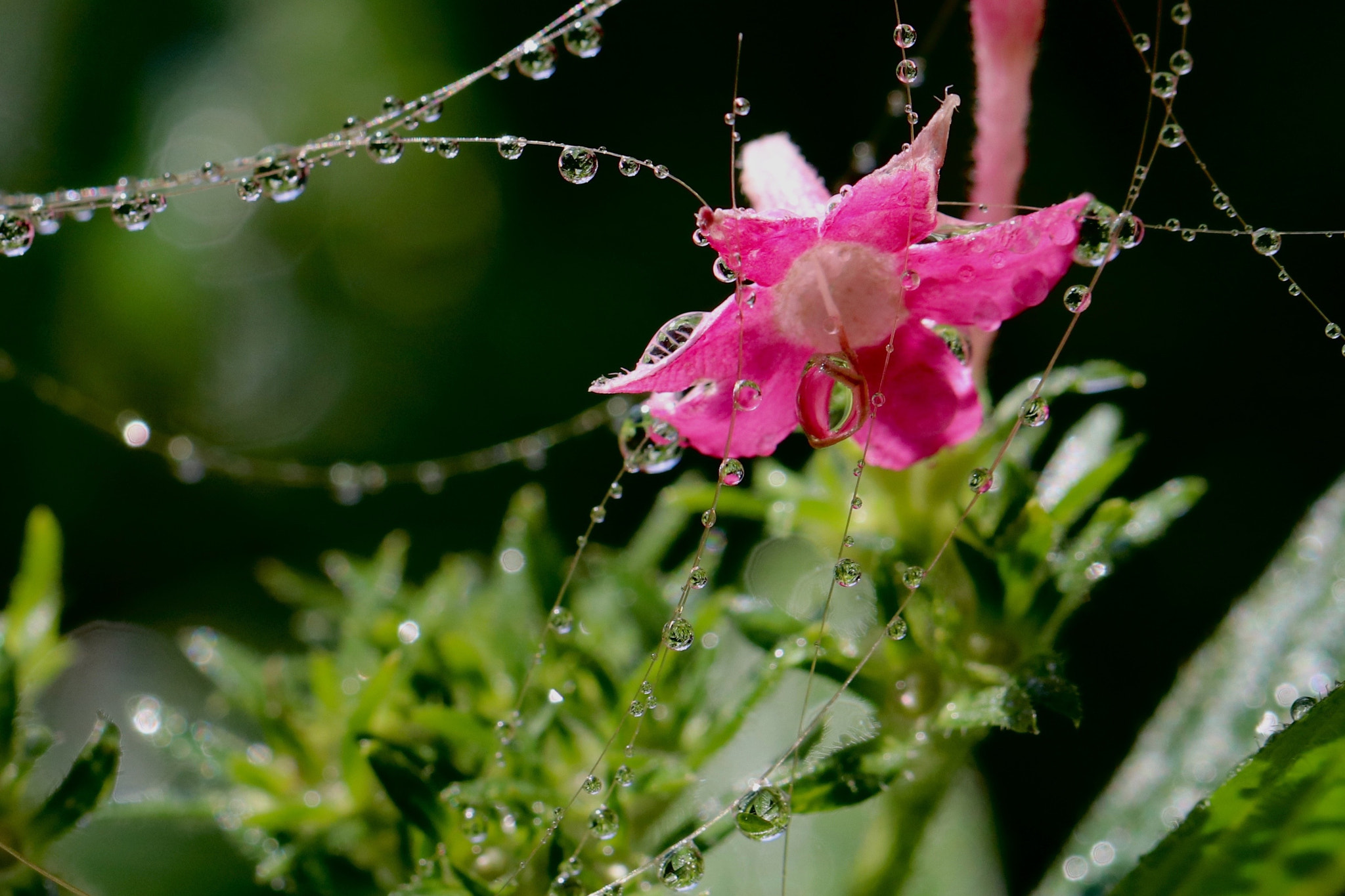Canon EOS 80D + Canon EF 100mm F2.8L Macro IS USM sample photo. Garden fastasy photography