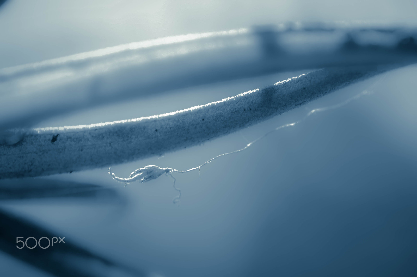 Canon EF 100mm F2.8 Macro USM sample photo. Soft view photography