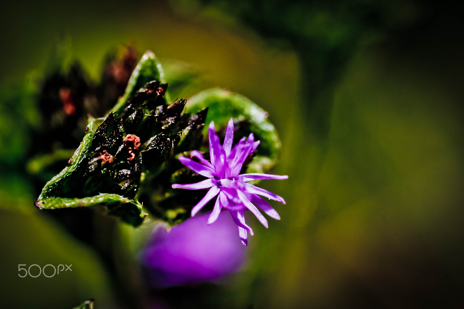 Canon EF 100mm F2.8 Macro USM sample photo. Nazaré paulista, sp, brazil photography