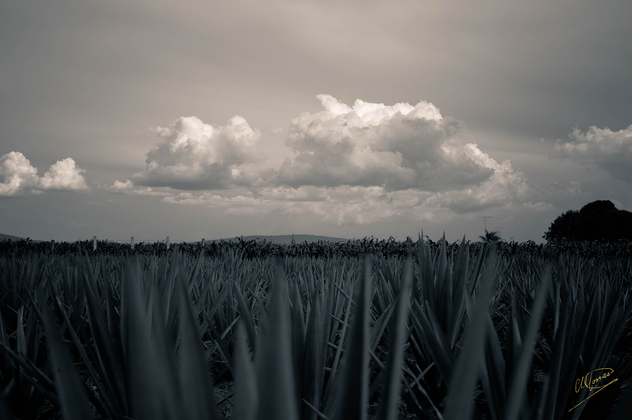 Nikon AF-S Nikkor 28-70mm F2.8 ED-IF sample photo. Agave fields photography
