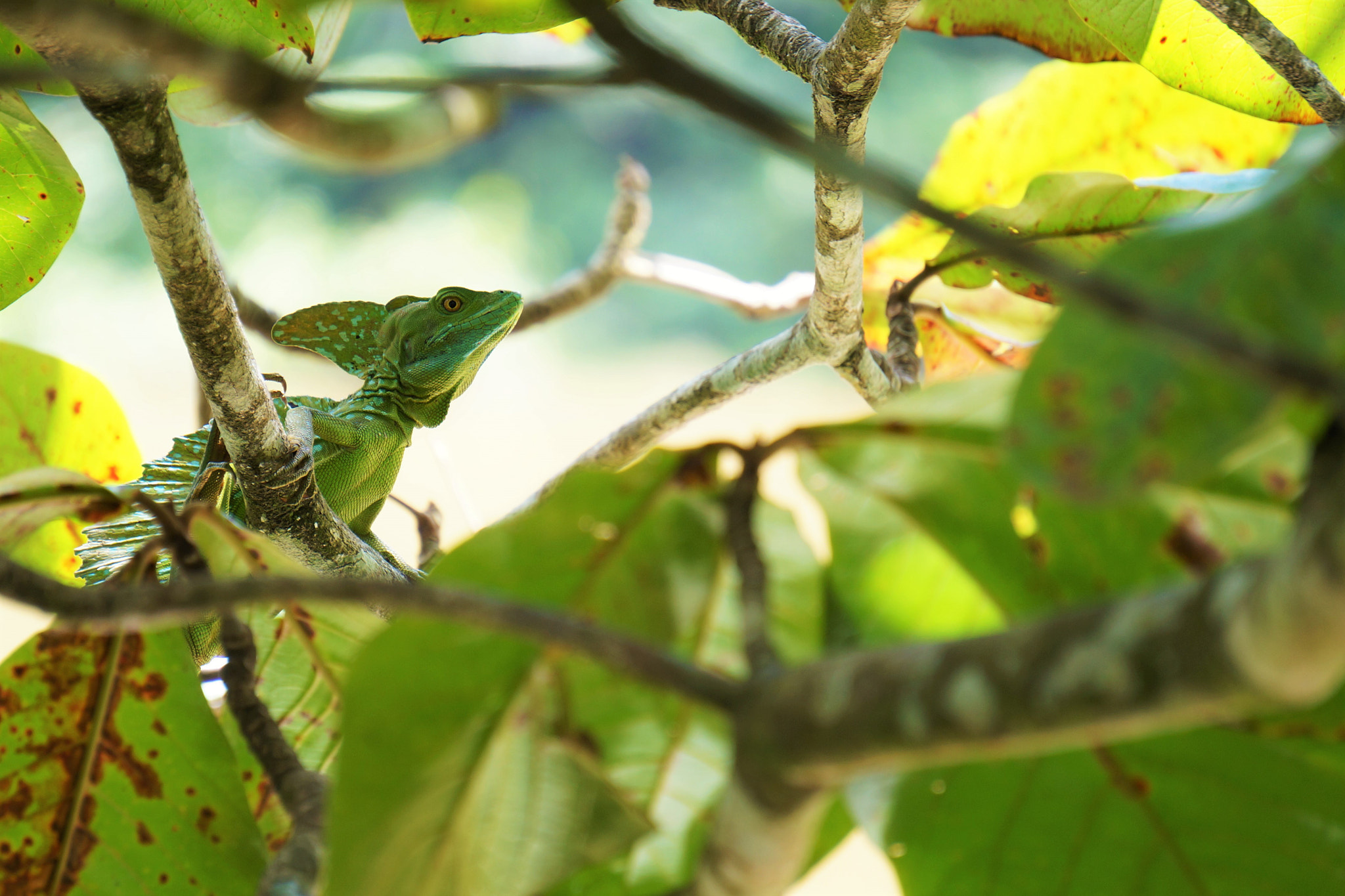 Sony Alpha NEX-3N sample photo. Green over green photography