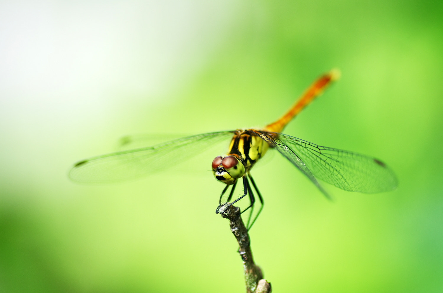 Pentax K-5 + Tamron SP AF 90mm F2.8 Di Macro sample photo. A dragonfly photography