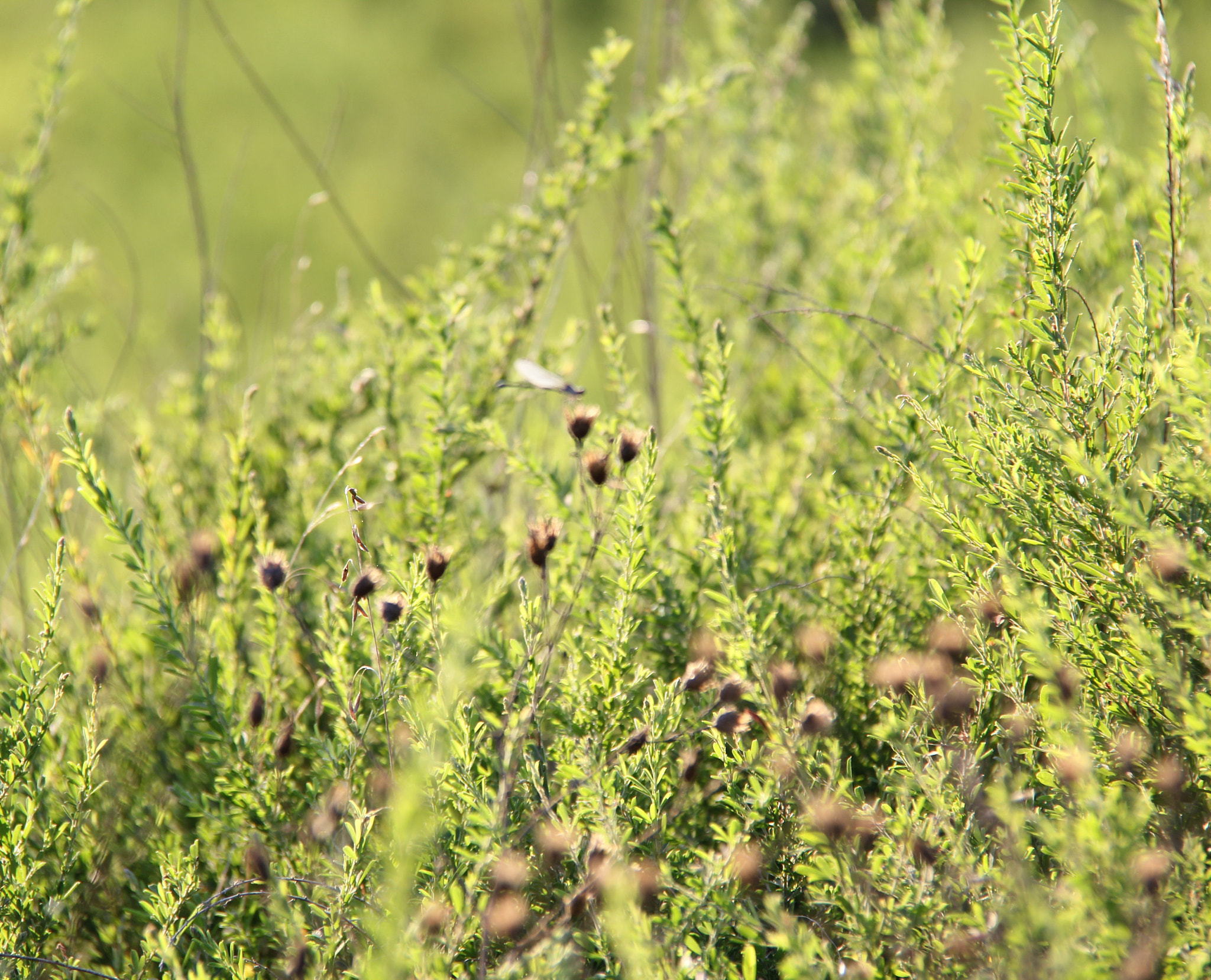 Canon EOS 60D + Canon EF-S 18-200mm F3.5-5.6 IS sample photo