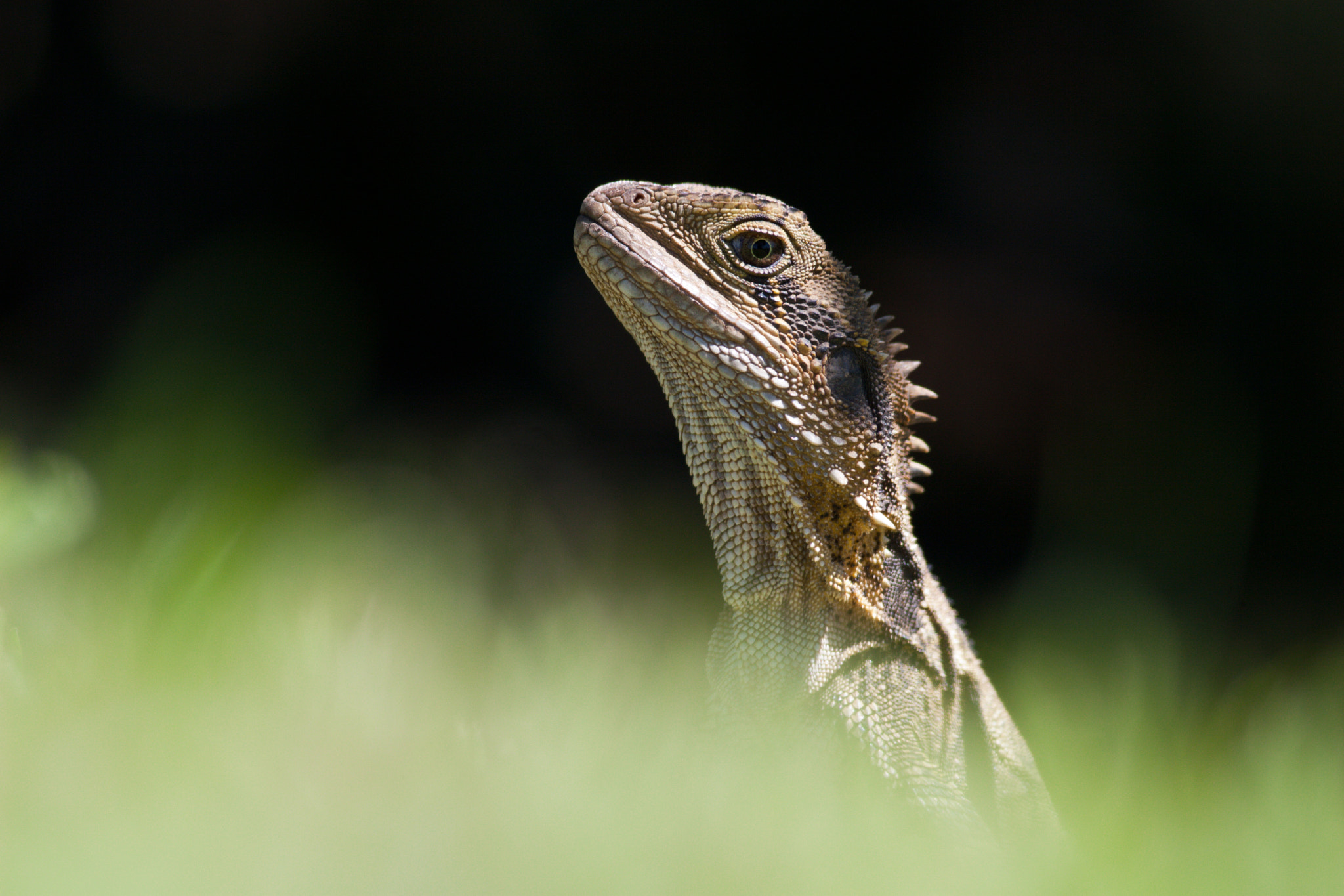 Canon EOS 30D + Canon EF 400mm F5.6L USM sample photo. Eastern water dragon photography