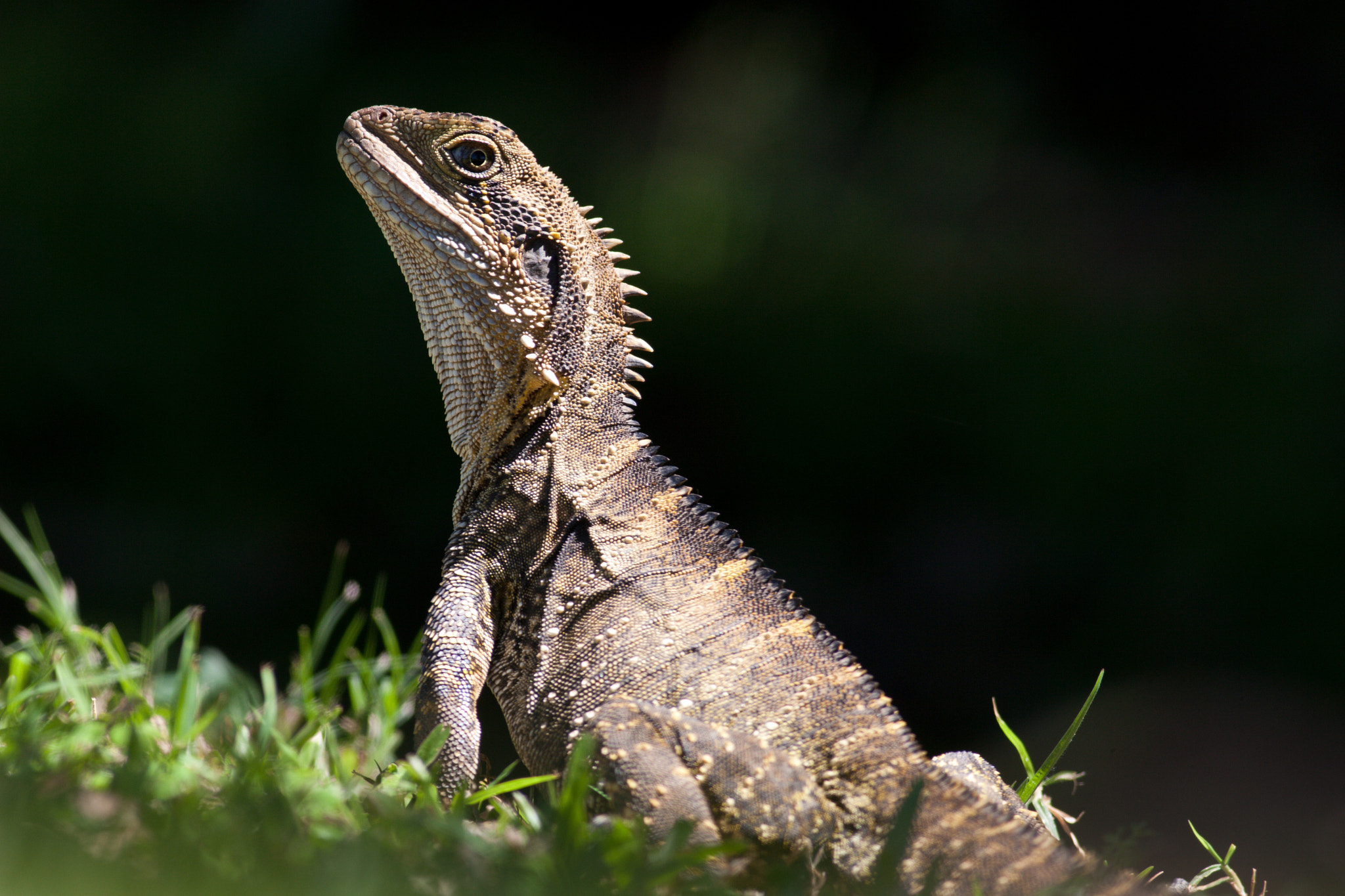 Canon EOS 30D + Canon EF 400mm F5.6L USM sample photo. Eastern water dragon photography