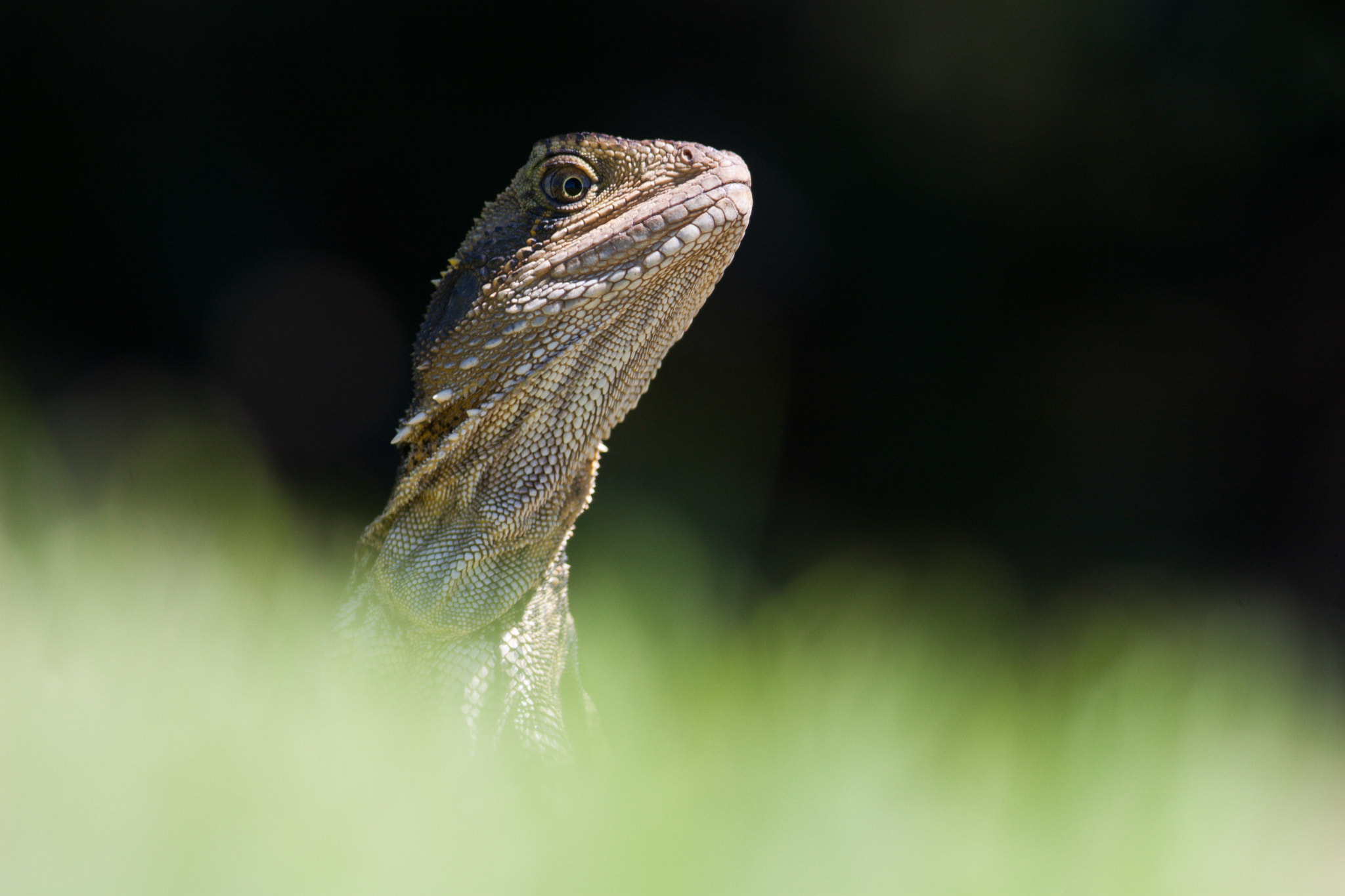 Canon EOS 30D + Canon EF 400mm F5.6L USM sample photo. Eastern water dragon photography