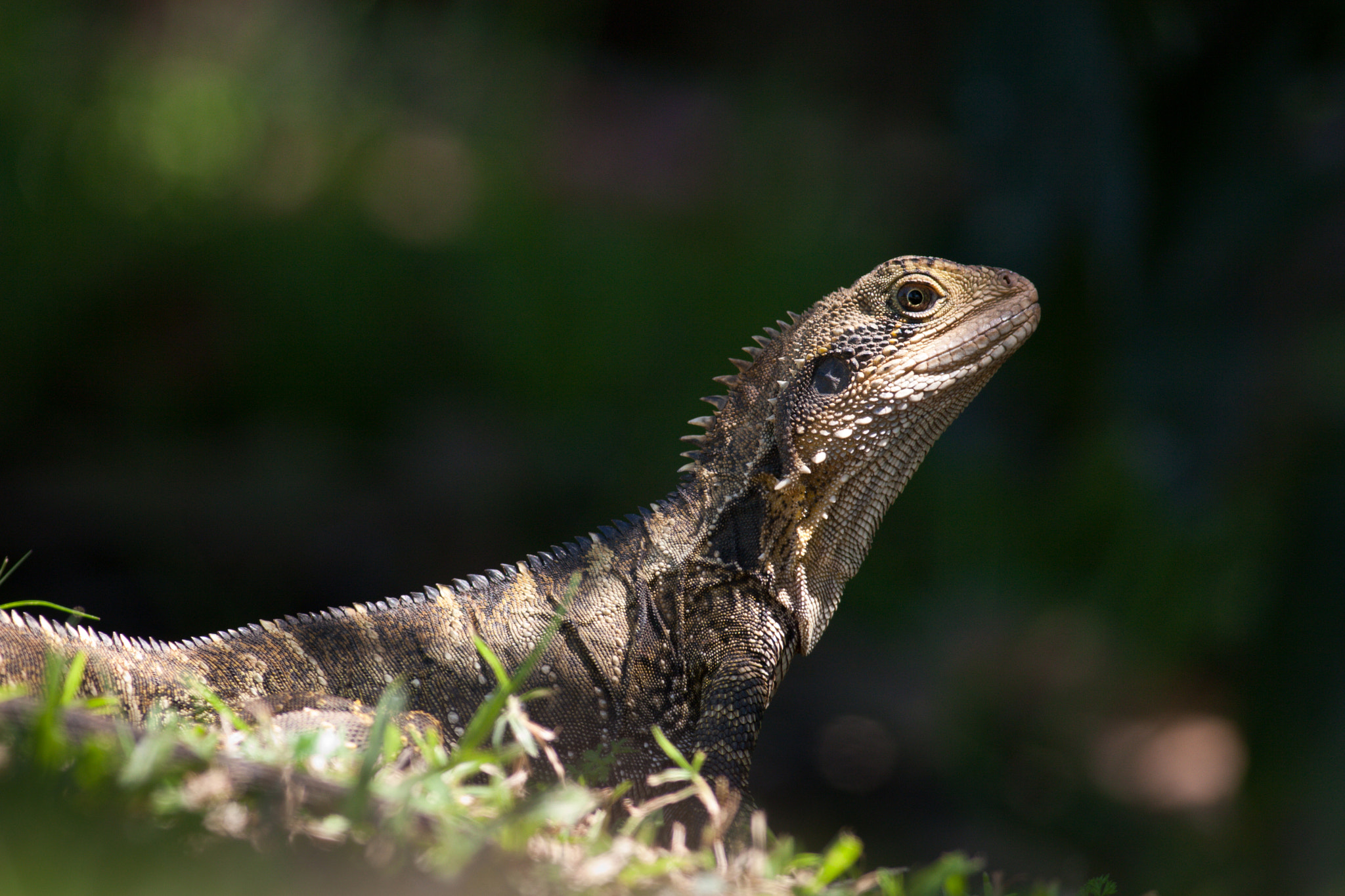 Canon EOS 30D + Canon EF 400mm F5.6L USM sample photo. Eastern water dragon photography