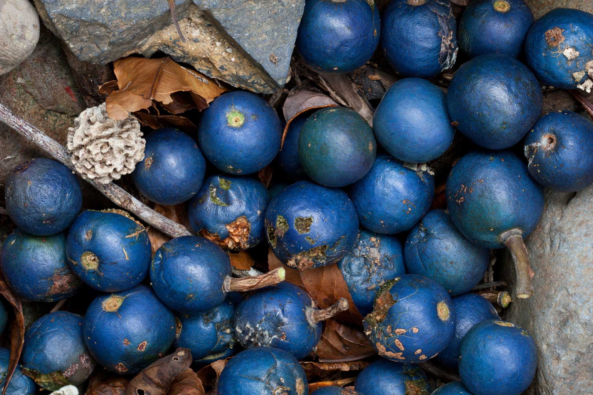 Canon EF 100mm F2.8 Macro USM sample photo. Blue quandong fruit photography