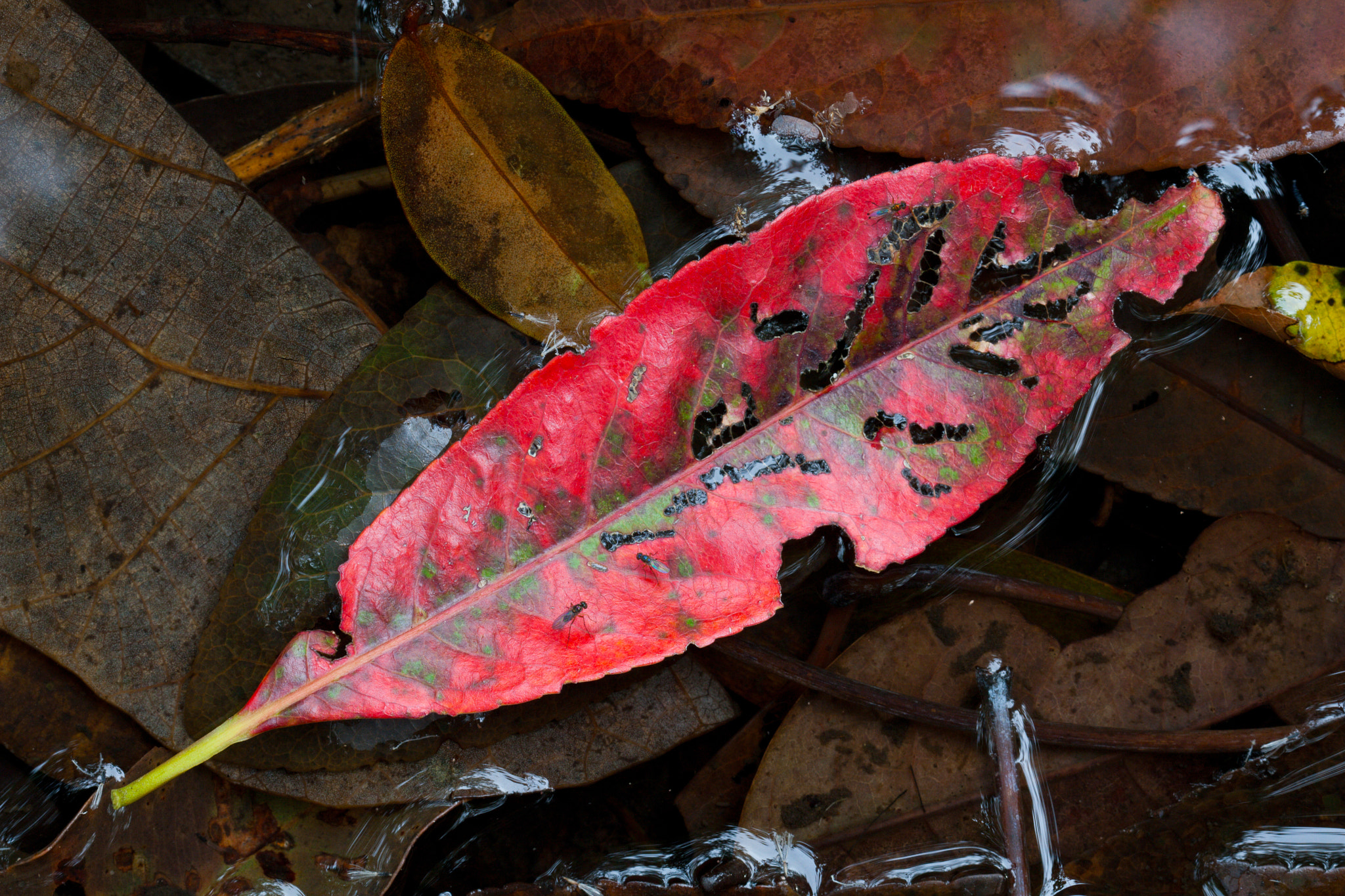 Canon EOS 30D + Canon EF 100mm F2.8 Macro USM sample photo. Fallen leaf on water photography