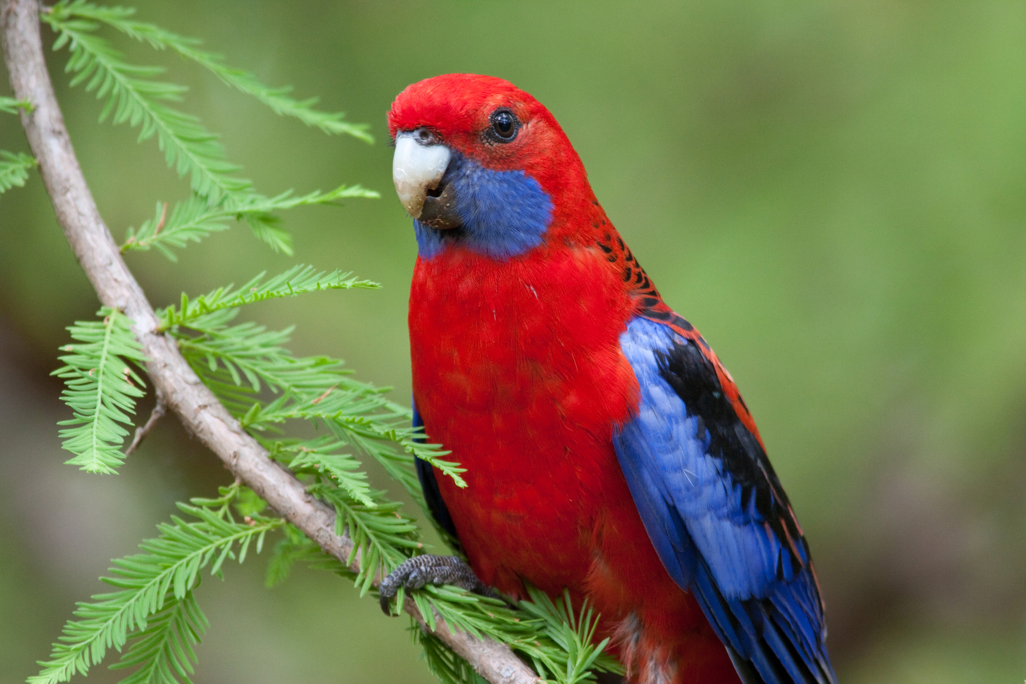 Canon EOS 40D + Canon EF 400mm F5.6L USM sample photo. Crimson rosella photography