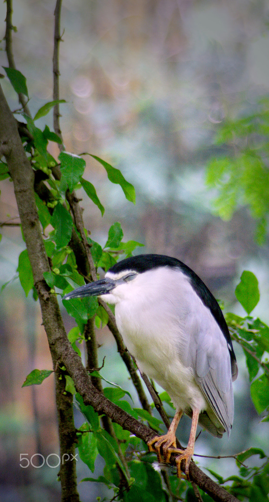 Canon EOS 40D + Tamron AF 28-200mm F3.8-5.6 XR Di Aspherical (IF) Macro sample photo. Sleeping bird photography