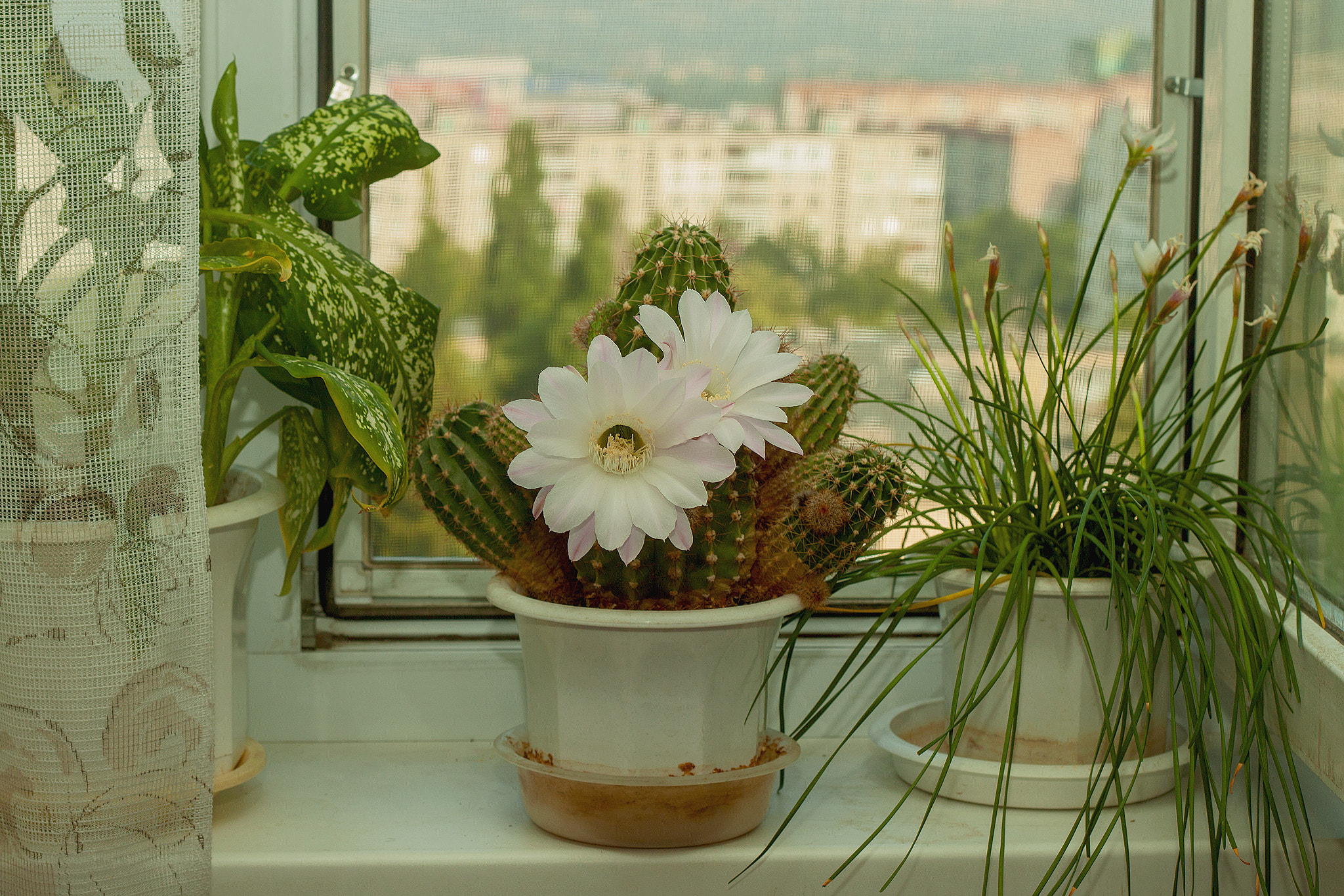 Canon EOS 500D (EOS Rebel T1i / EOS Kiss X3) + Canon EF 50mm F1.8 II sample photo. Echinopsis - my cactus with city views photography
