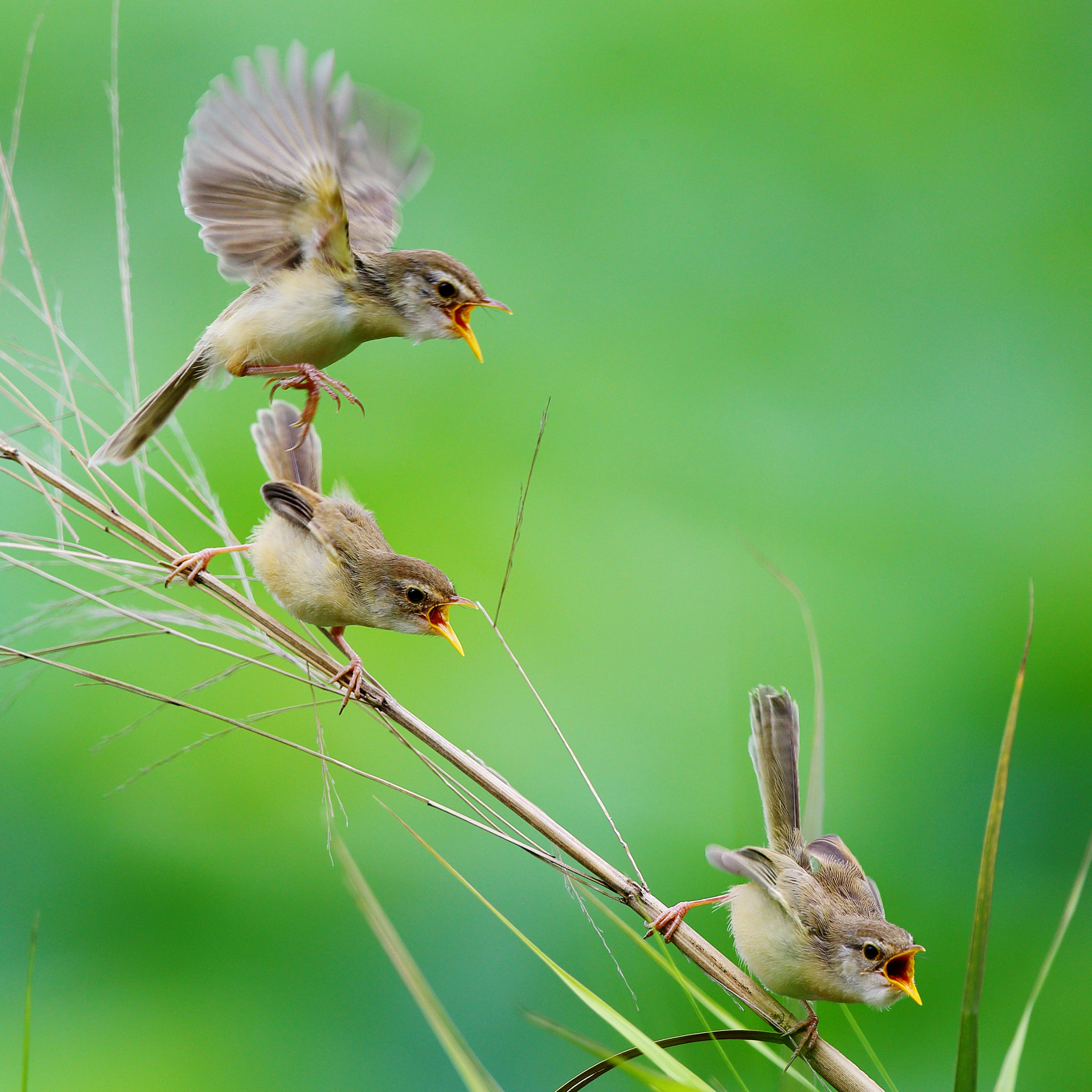 Canon EF 300mm F2.8L IS II USM sample photo. I want to eat photography