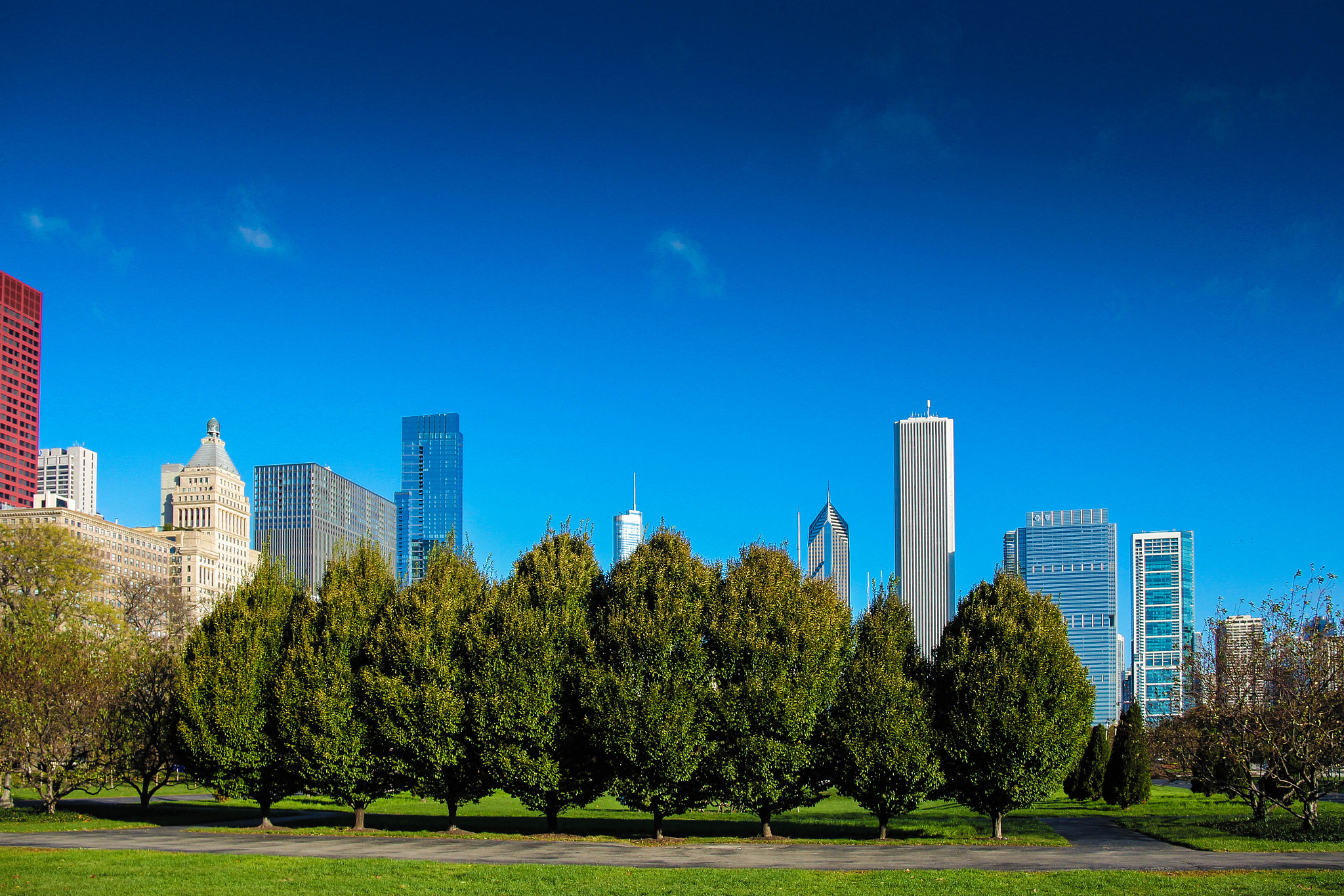 Canon EOS 550D (EOS Rebel T2i / EOS Kiss X4) sample photo. Trees in the foreground photography