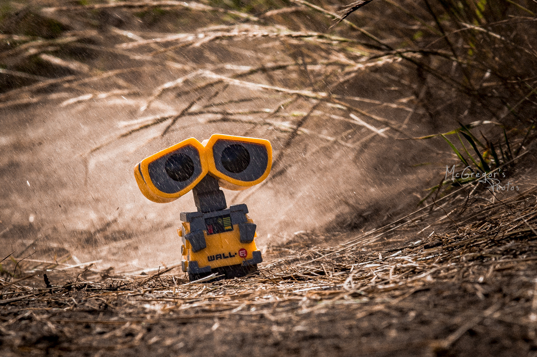 Canon EOS 60D + Sigma 105mm F2.8 EX DG Macro sample photo. Wall e (of ) photography