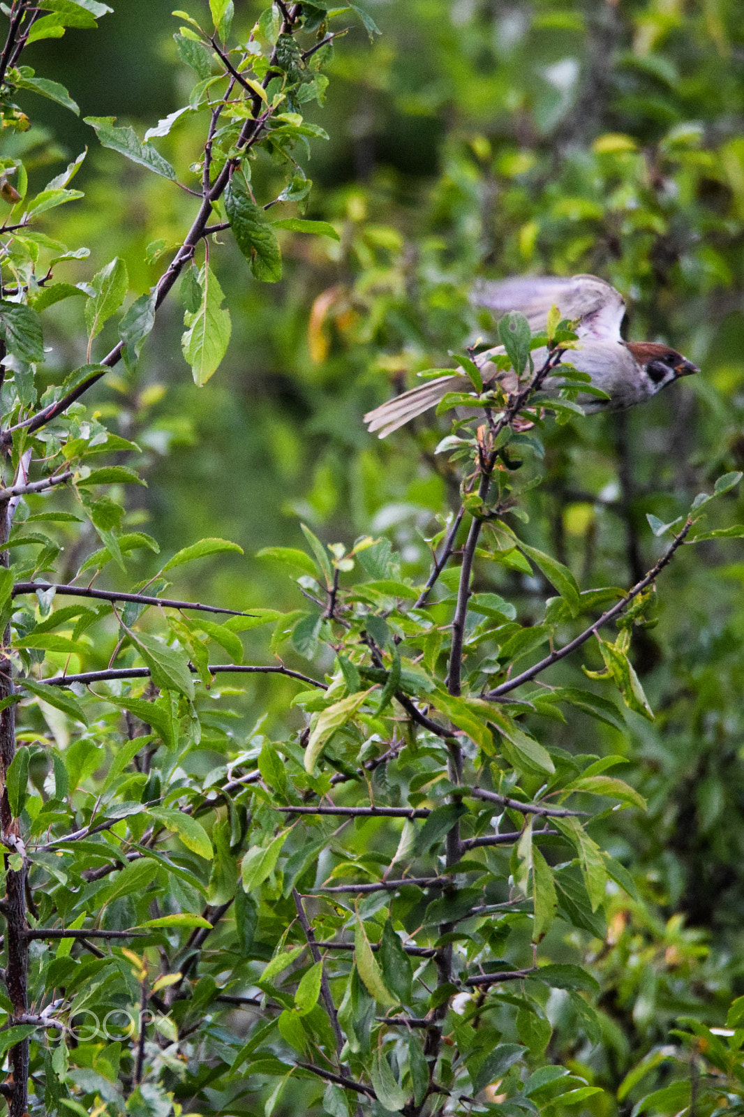 Tamron SP 150-600mm F5-6.3 Di VC USD sample photo. A tree sparrow in flight among trees photography
