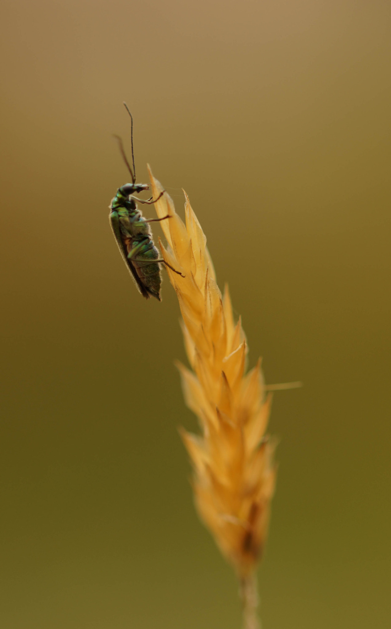 Sony SLT-A57 + 105mm F2.8 sample photo. Vert photography