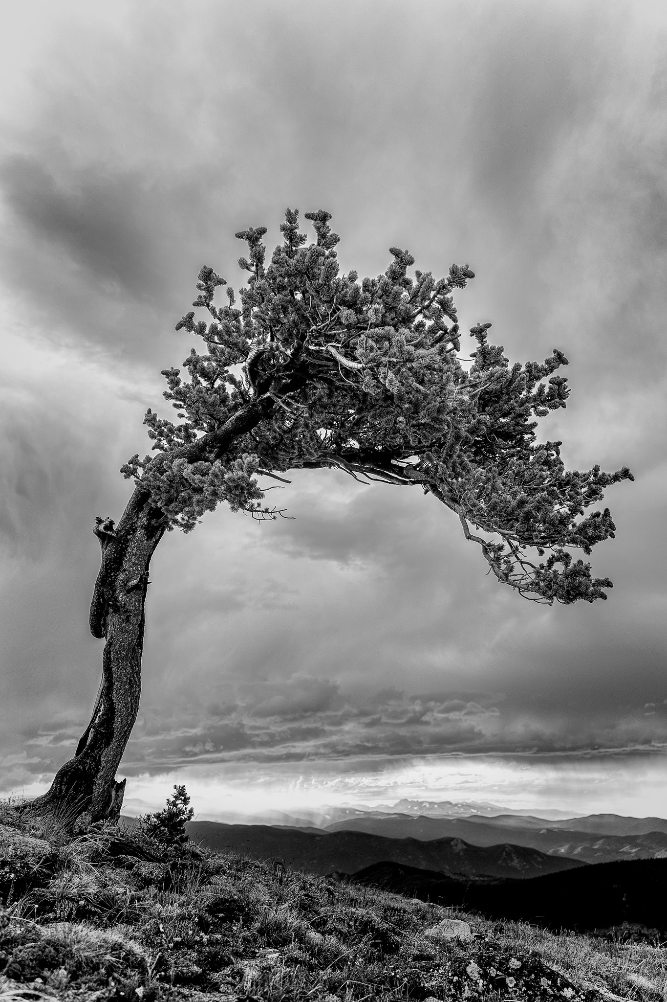 Sony a7 II + ZEISS Batis 25mm F2 sample photo. Bristlecone pine photography