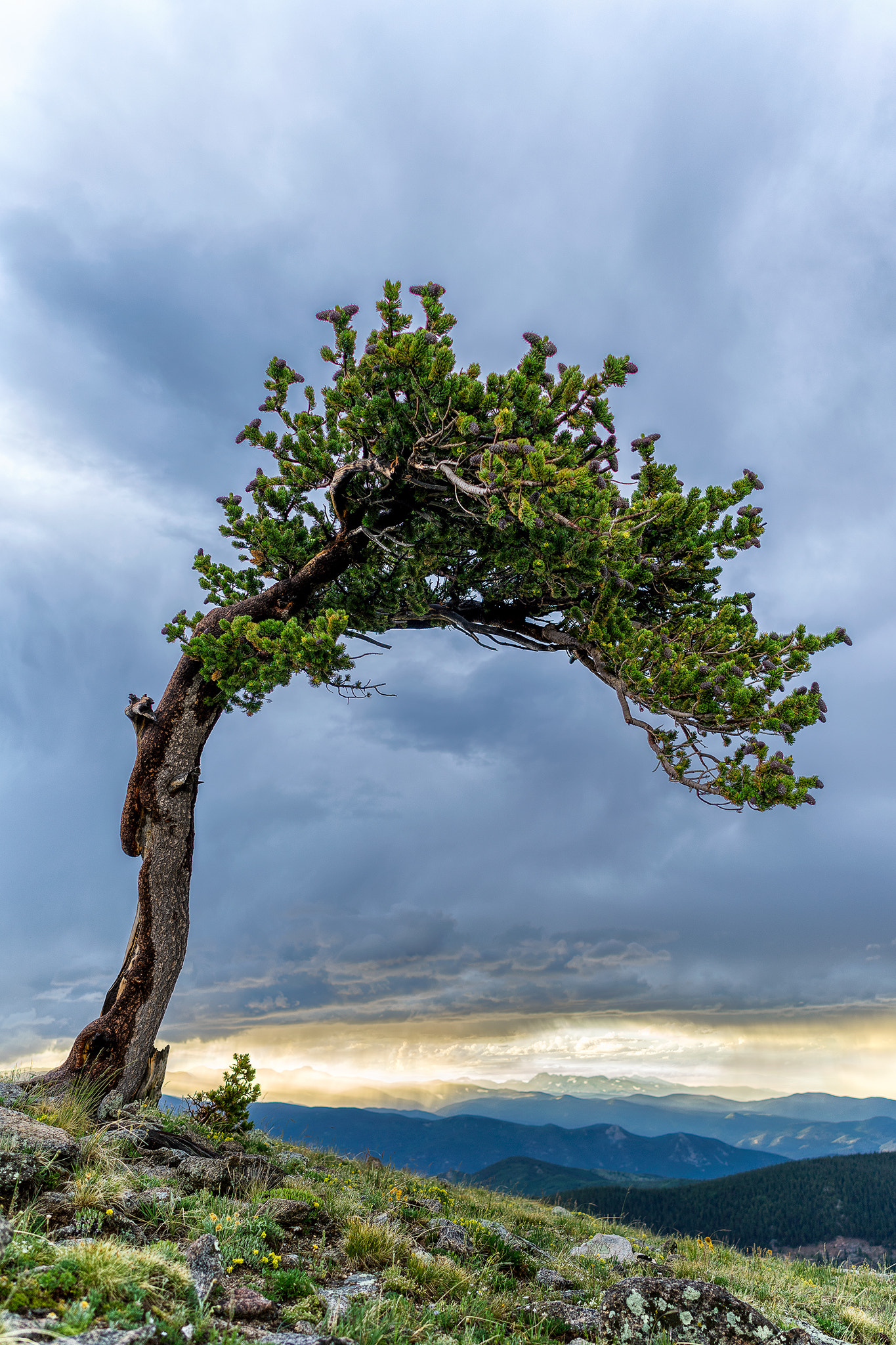 Sony a7 II + ZEISS Batis 25mm F2 sample photo. Bristlecone pine photography