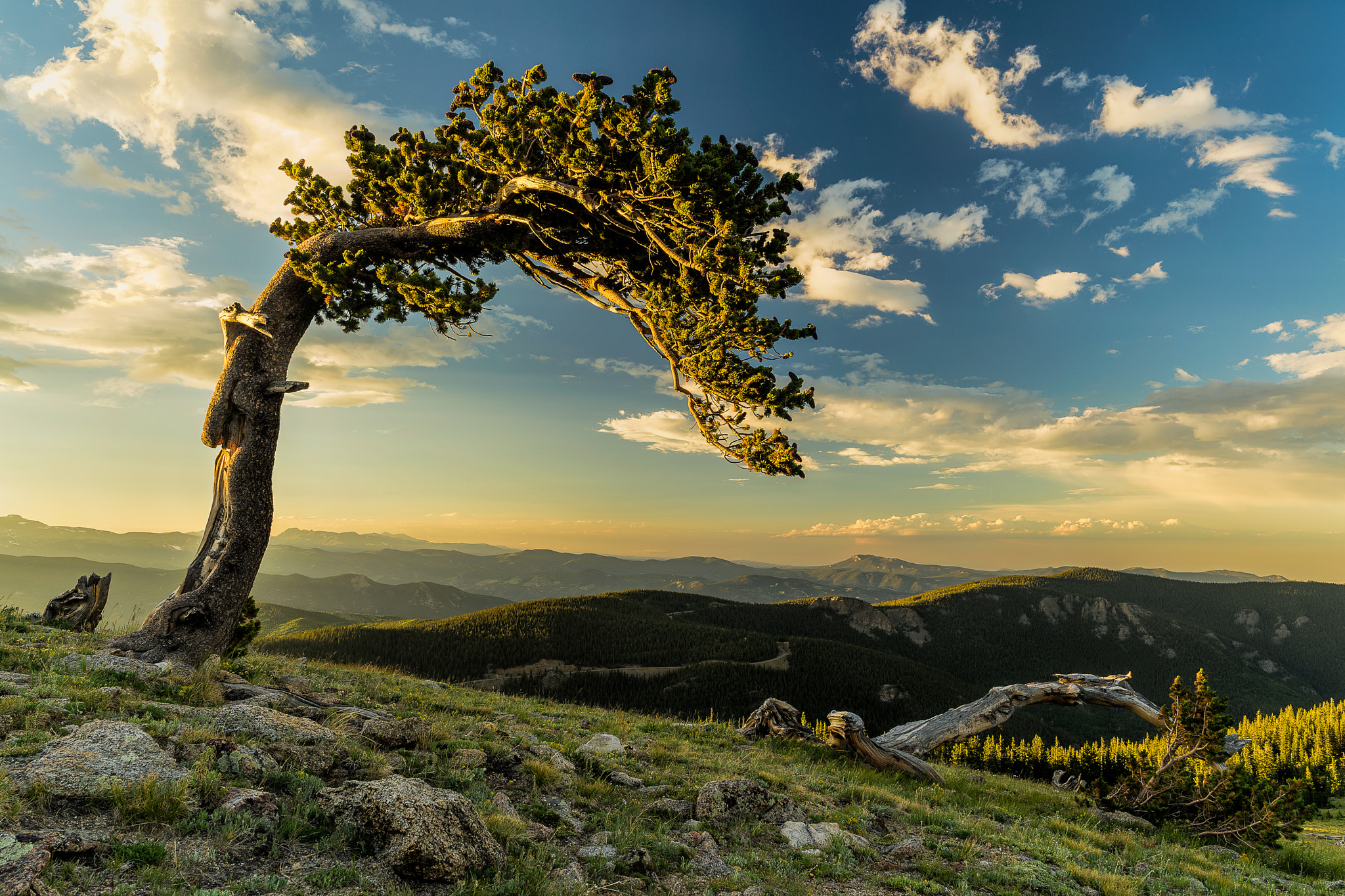 Sony a7 II + ZEISS Batis 25mm F2 sample photo. Bristlecone pine photography