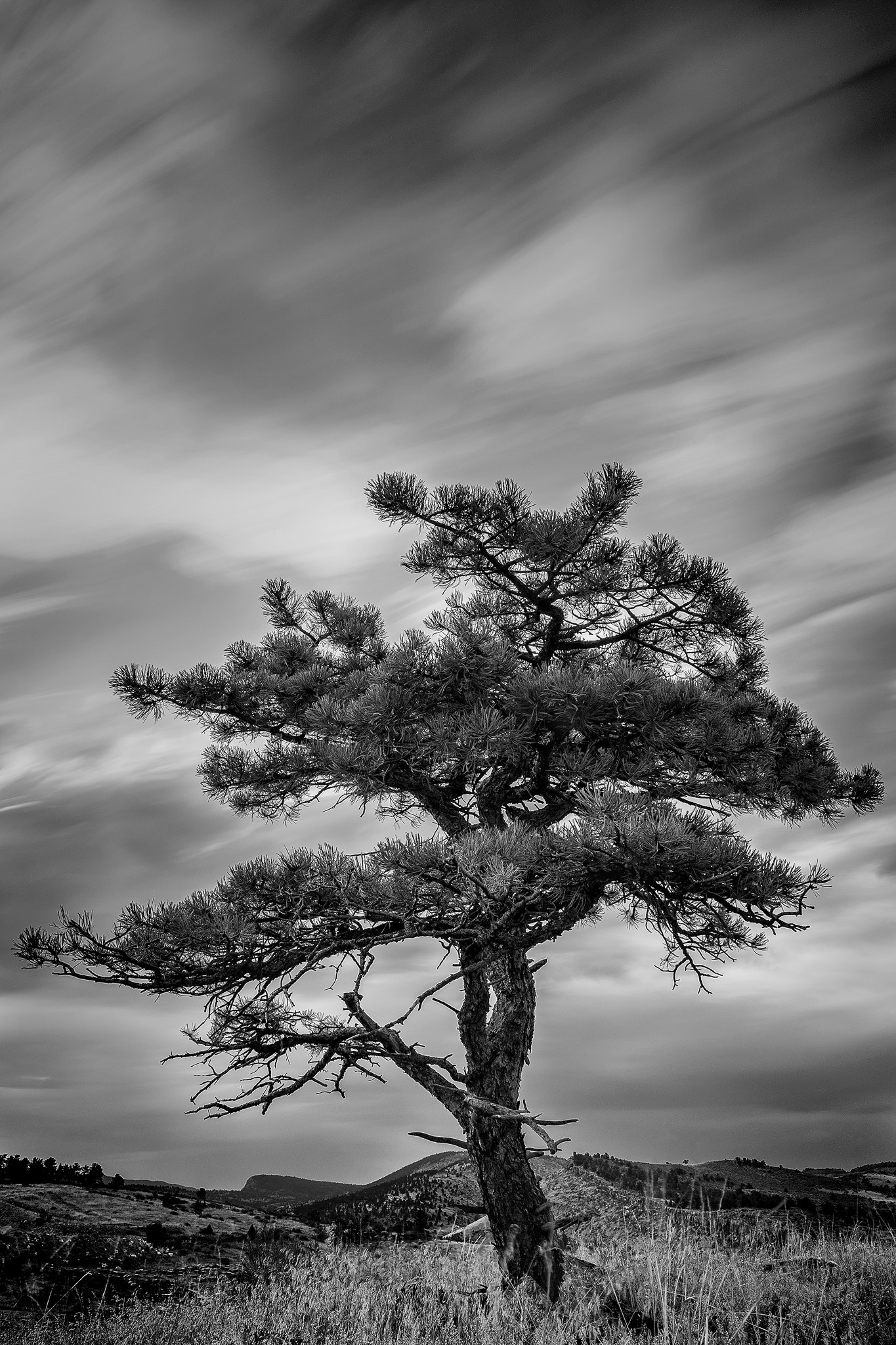 Sony a7 II + ZEISS Batis 25mm F2 sample photo. Hilltop tree photography