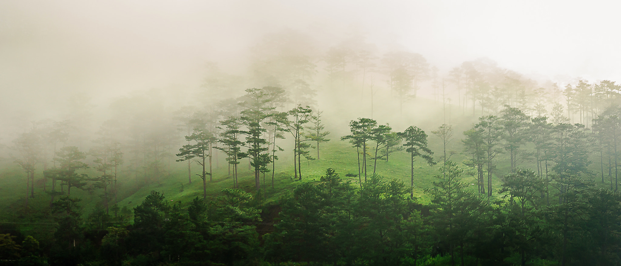 Canon EOS 6D + Canon EF 50mm F1.8 II sample photo. Dalat in fog photography