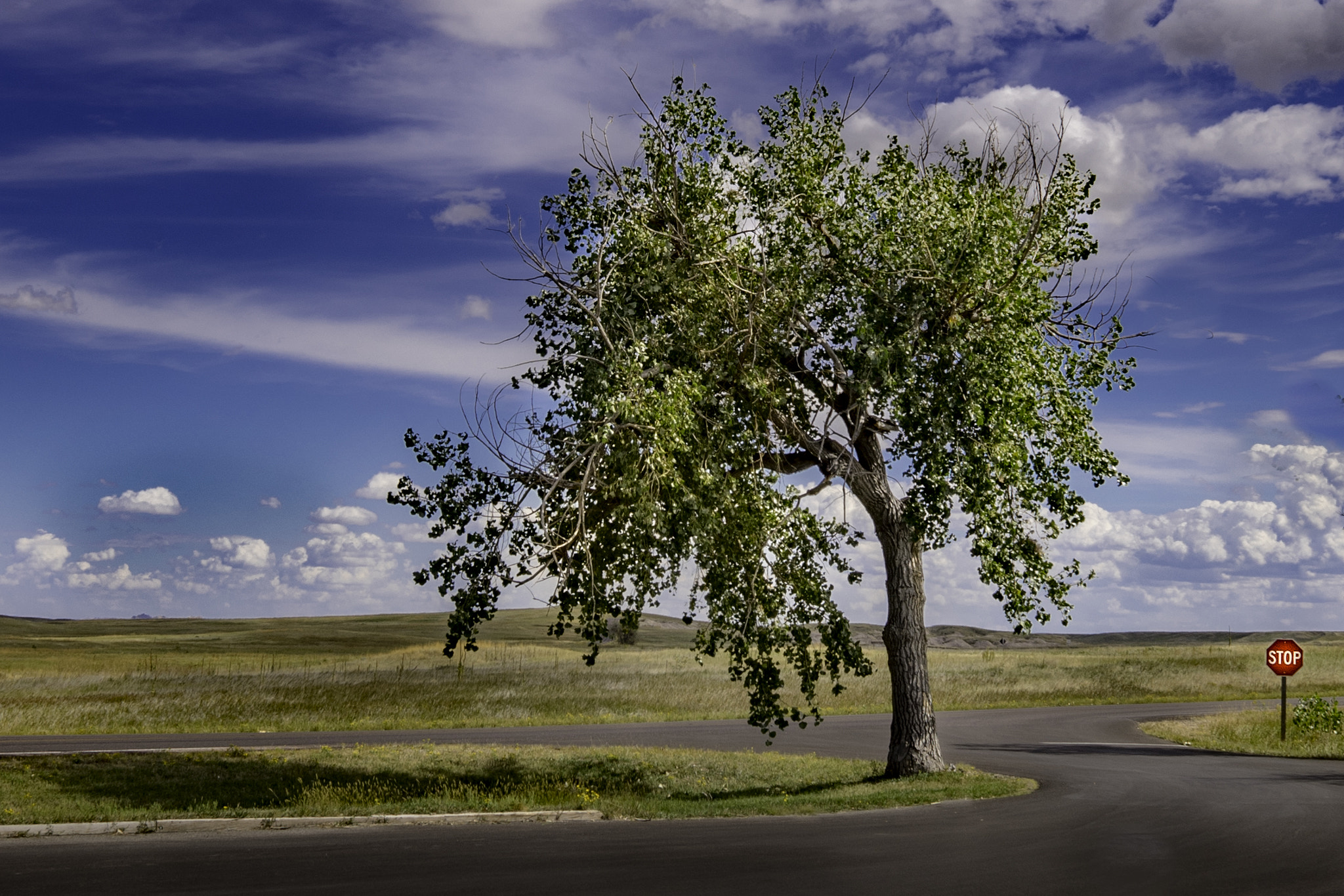 Sony a7R + Sigma 19mm F2.8 EX DN sample photo. Lonely parking lot tree (sd) photography