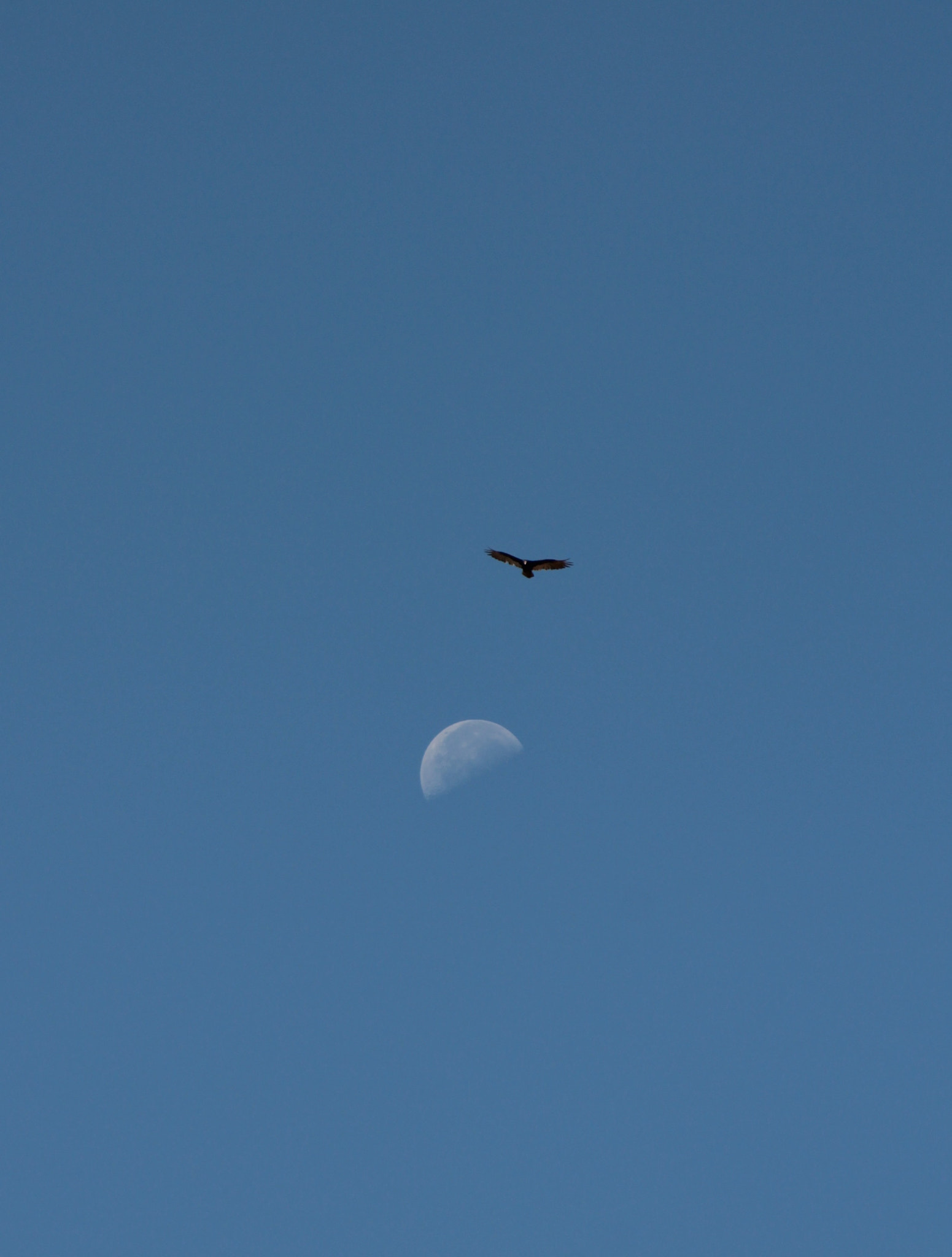 Canon EF-S 18-135mm F3.5-5.6 IS sample photo. A lone california golden eagle silhouetted against ... photography