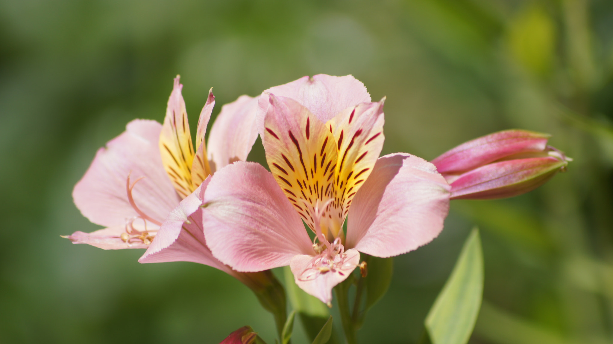 Sony DT 55-200mm F4-5.6 SAM sample photo. Tobacco cross photography