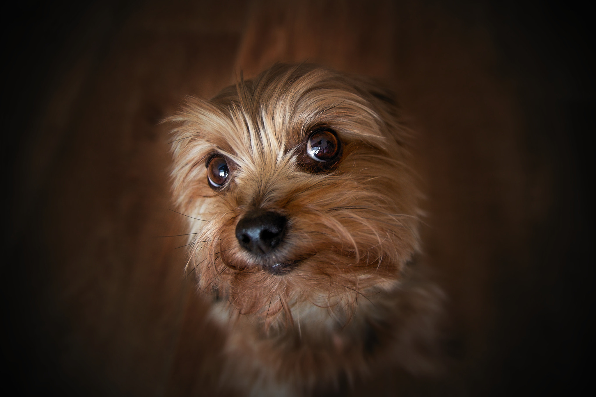 Canon EOS 100D (EOS Rebel SL1 / EOS Kiss X7) sample photo. Dog view photography