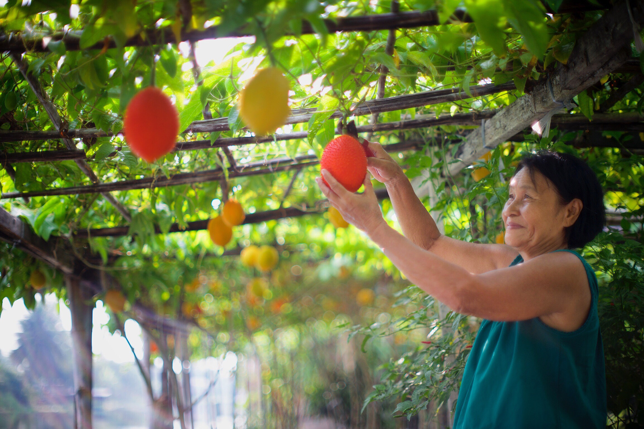 Nikon Df + AF Nikkor 50mm f/1.8 sample photo. My garden photography