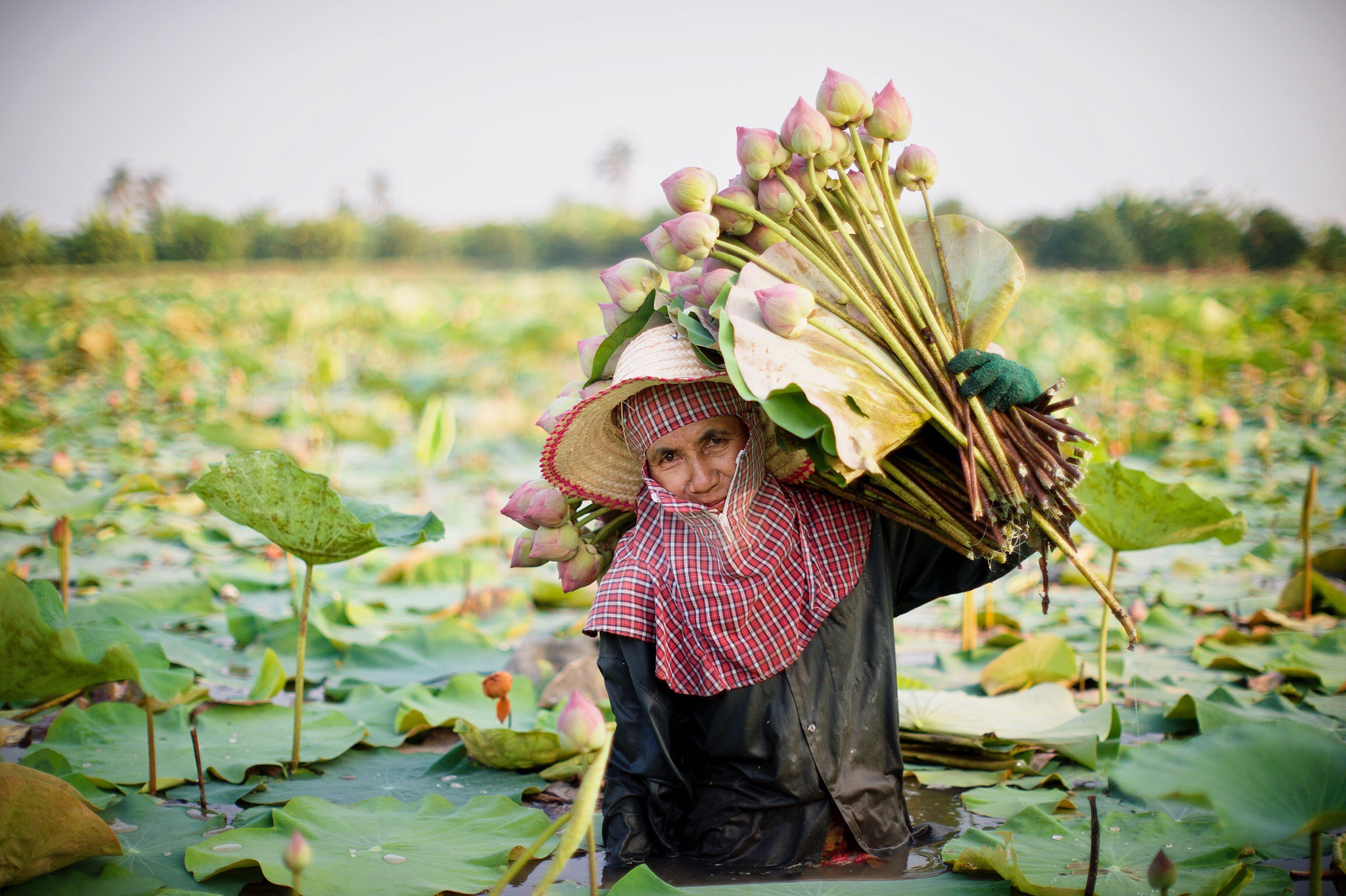 Nikon Df + AF Nikkor 50mm f/1.8 sample photo. Lotus farm photography