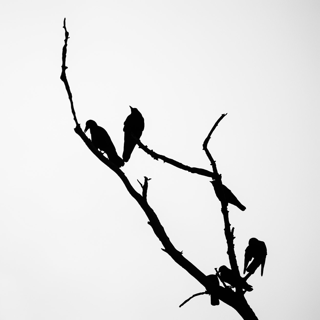 Sony 75-300mm F4.5-5.6 sample photo. Birds photography