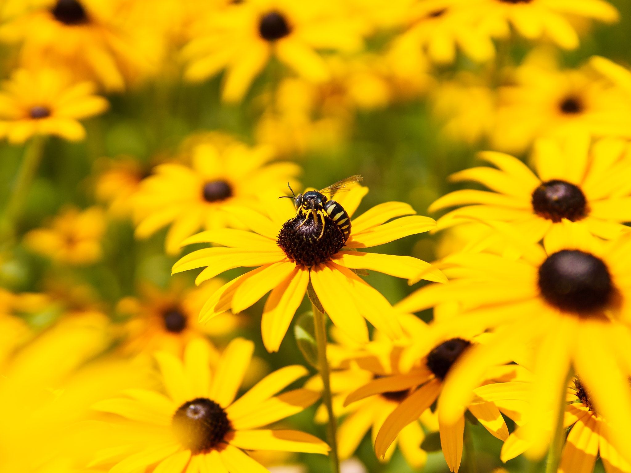 E 30mm F1.4 sample photo. Sea of yellow photography