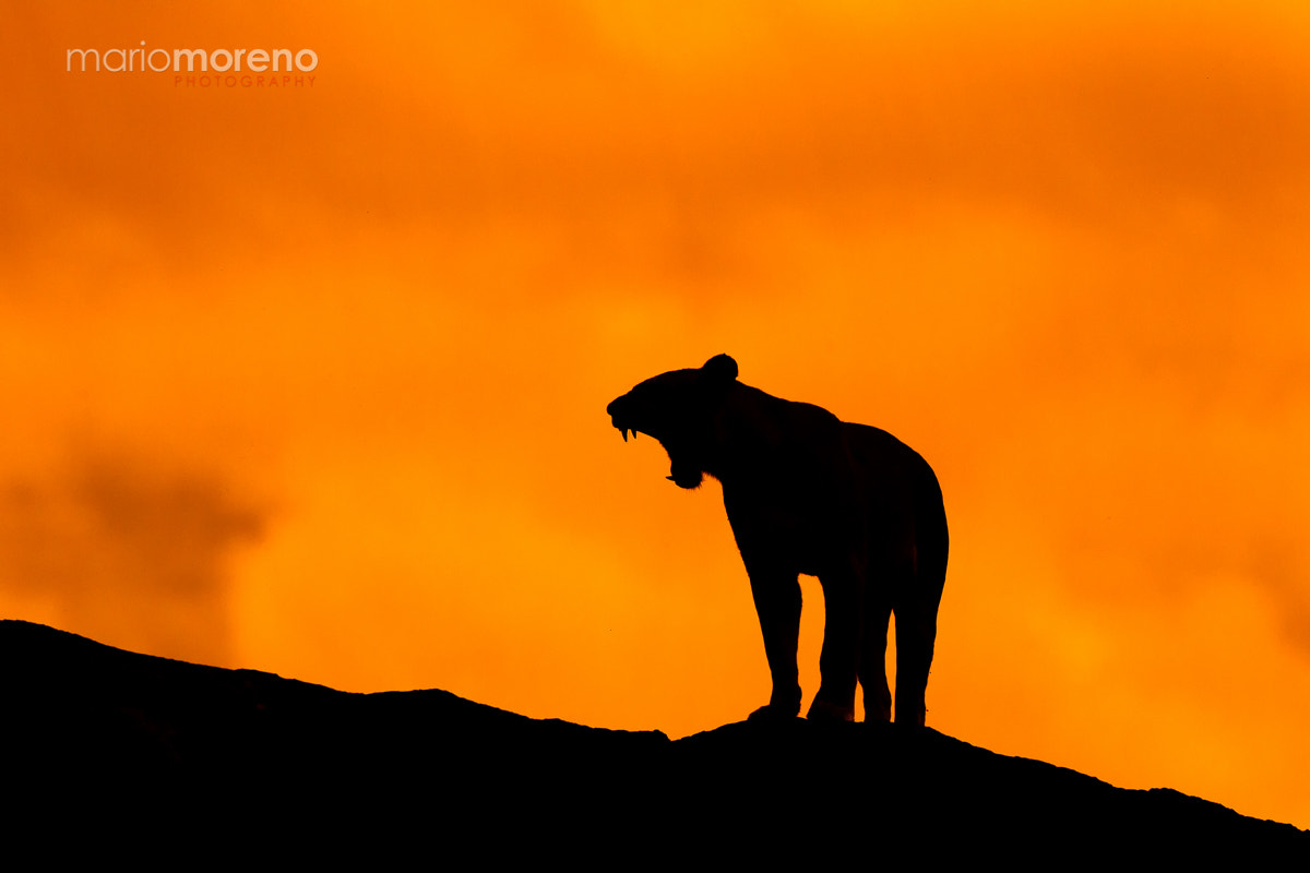 Canon EF 300mm F2.8L IS USM sample photo. Sunset lion photography