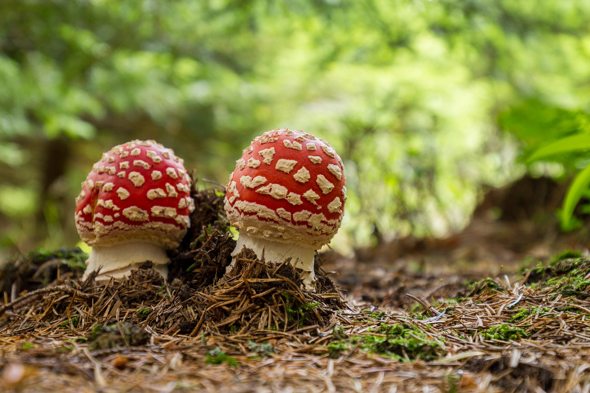 Canon EOS 7D + Canon EF 16-35mm F4L IS USM sample photo. Amanita muscaria photography