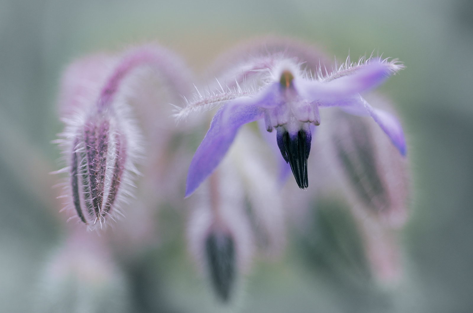 Nikon D7000 + Sigma 105mm F2.8 EX DG Macro sample photo. Purple chandelier photography