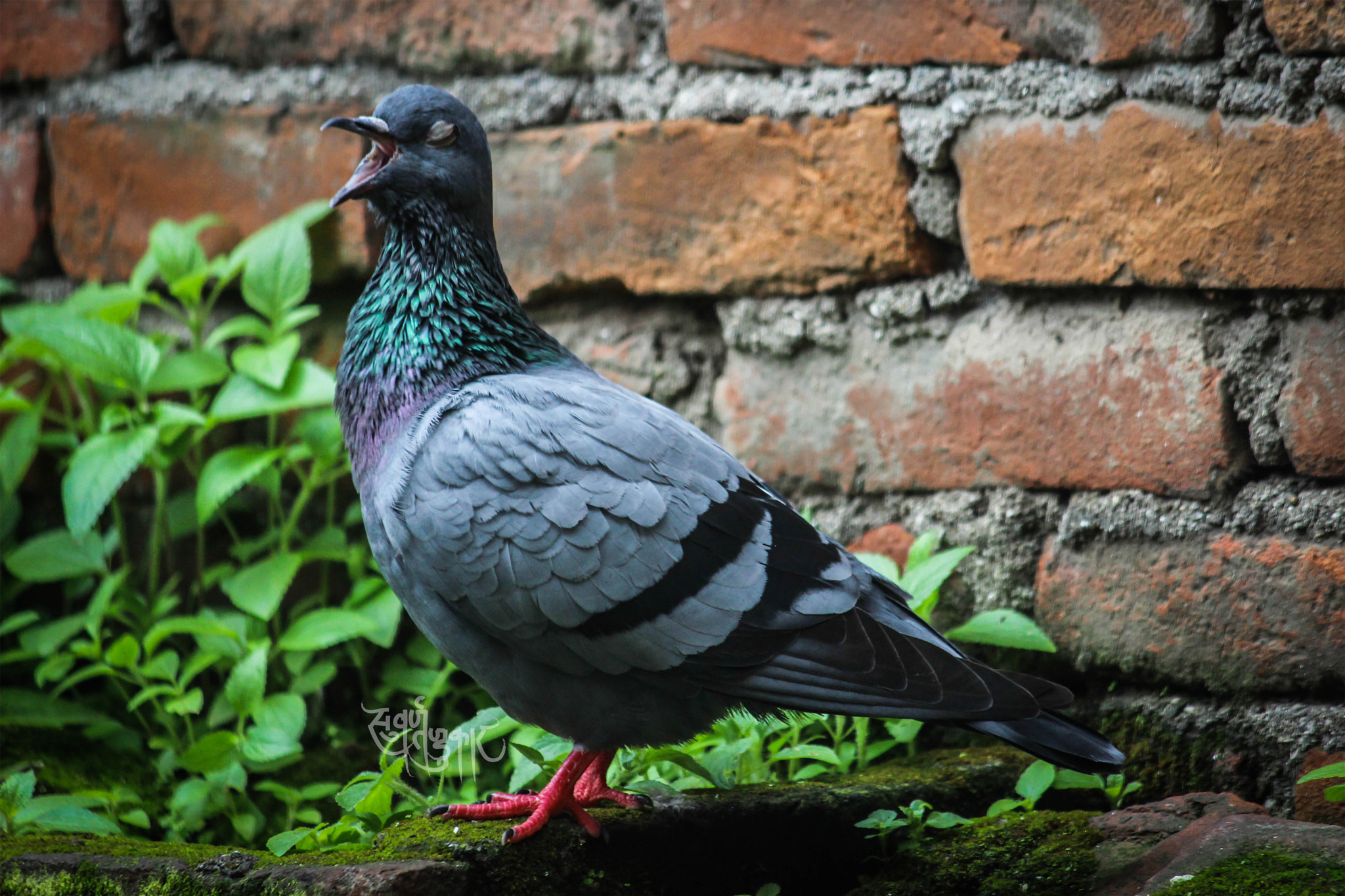 Canon EF-S 55-250mm F4-5.6 IS sample photo. I can sing.. fosure photography