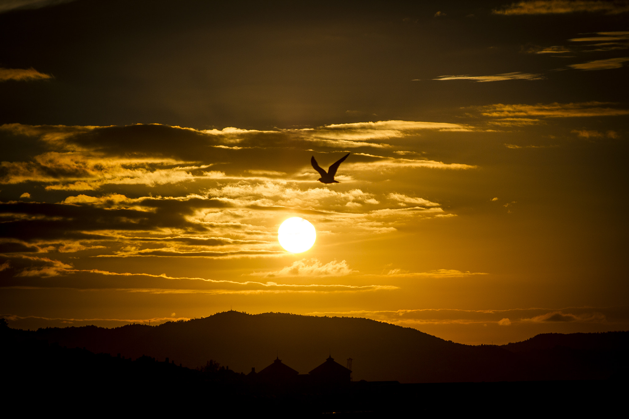 Canon EF 75-300mm f/4-5.6 USM sample photo. Bird to the sun photography