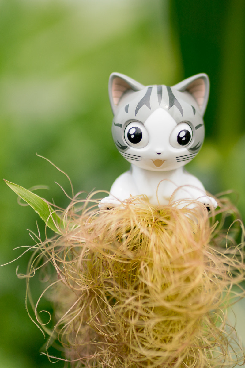 Sony a7R II + Sigma 35mm F1.4 DG HSM Art sample photo. Kitty on corn. photography