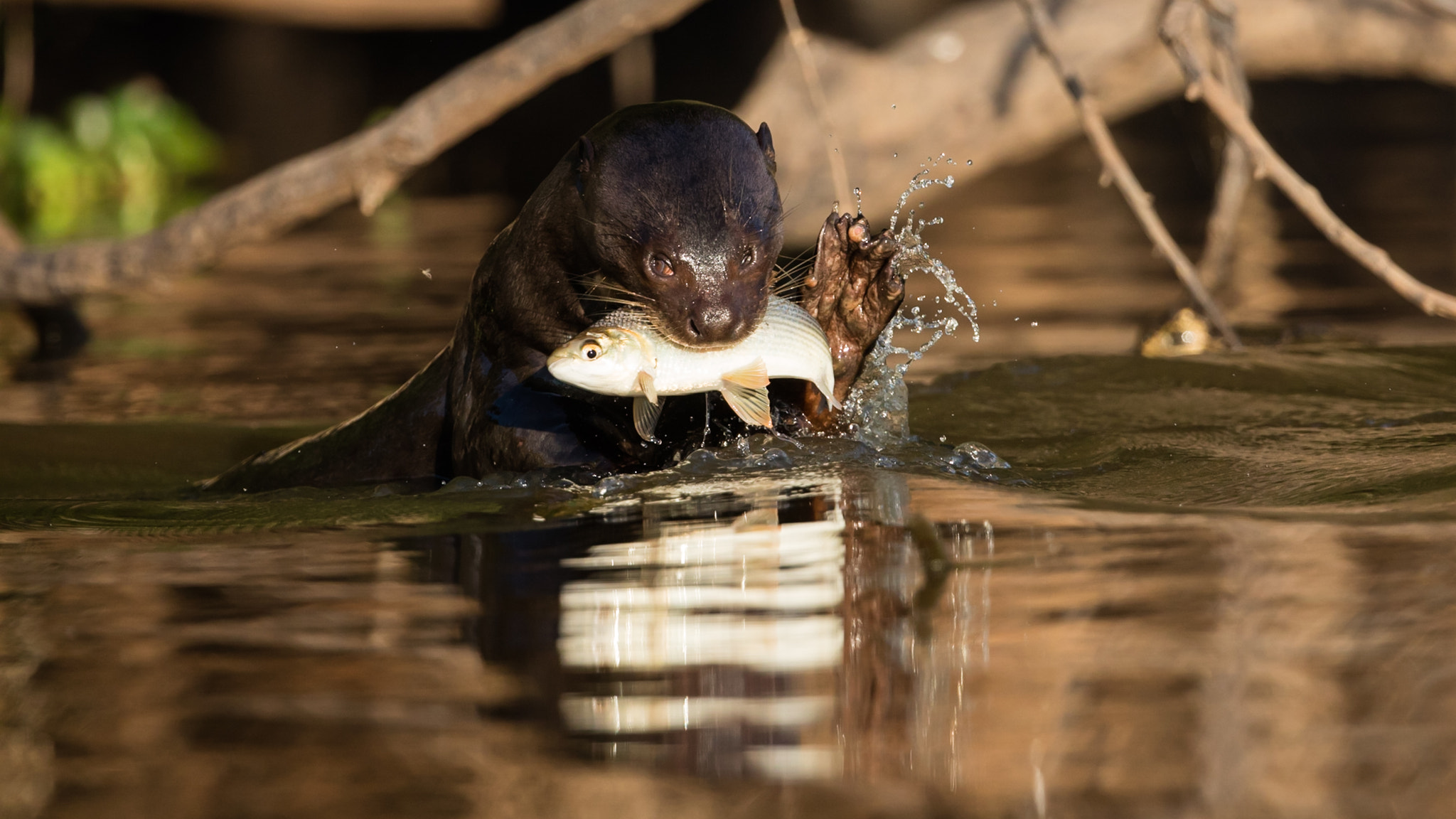 Canon EF 300mm F2.8L IS II USM sample photo. Riesenotter photography
