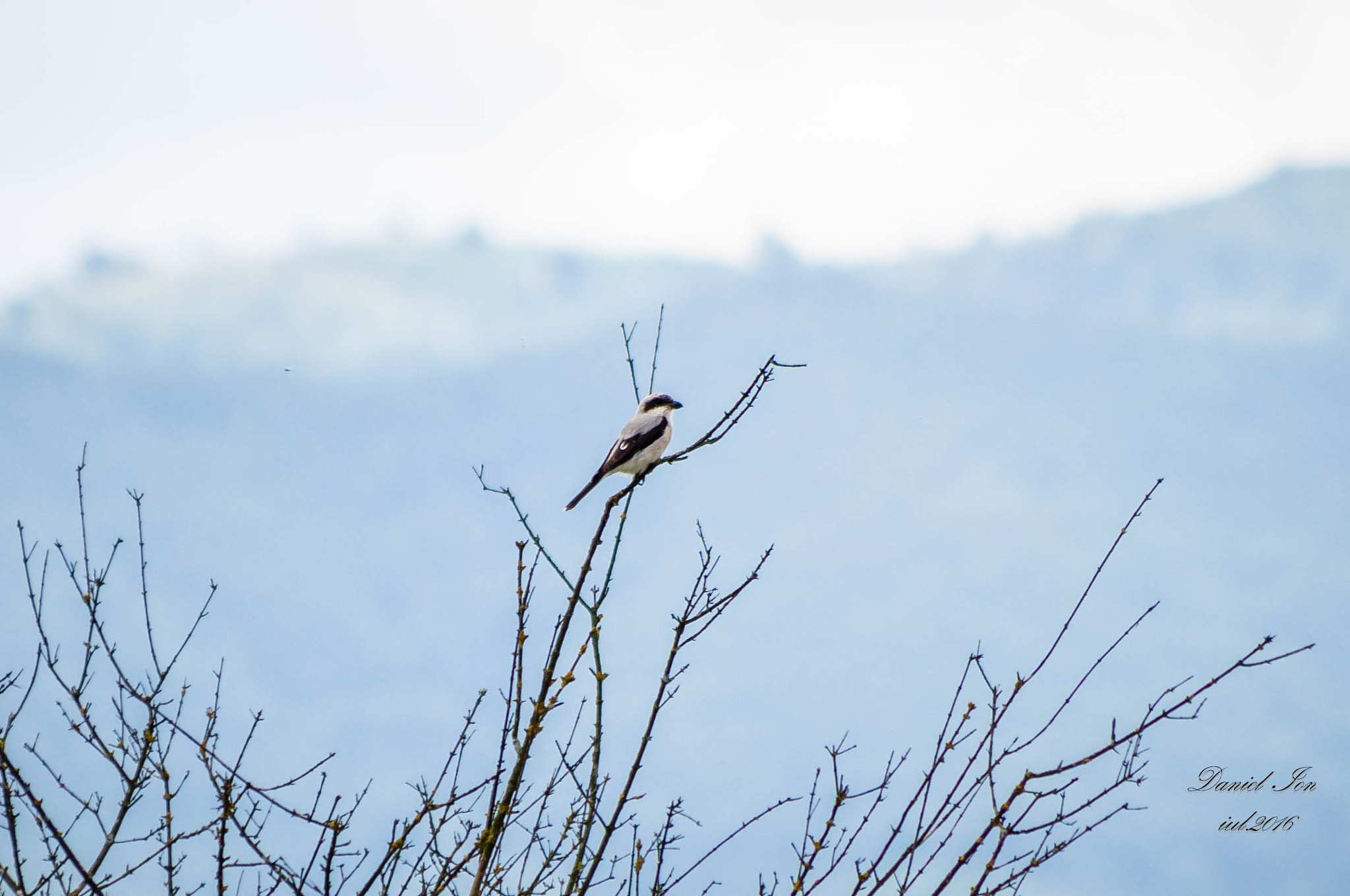 smc PENTAX-FA 80-320mm F4.5-5.6 sample photo. Lanius minor photography