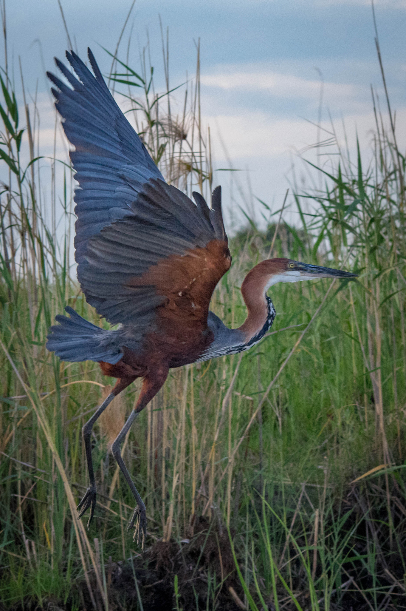 Sigma 70-200mm F2.8 EX DG Macro HSM II sample photo. Goliath heron photography