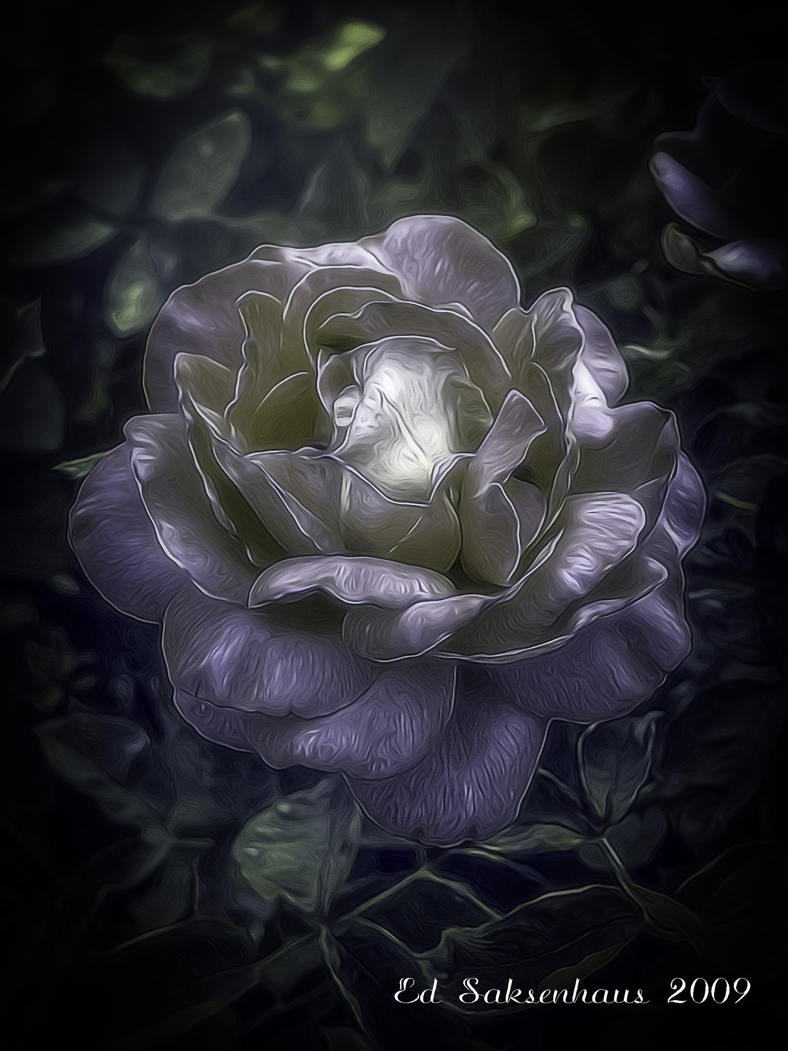 KONICA MINOLTA DiMAGE 7 sample photo. My garden rose photography