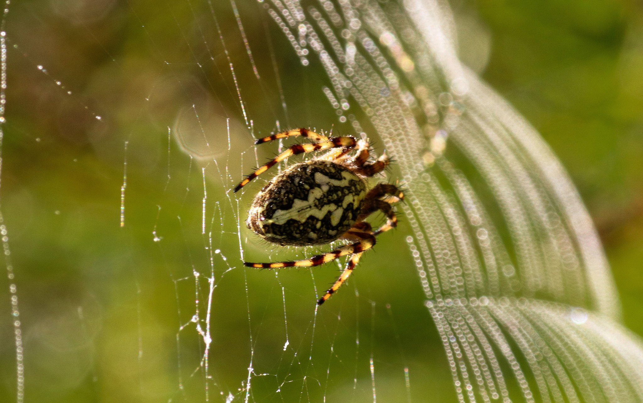 Canon EOS 80D + Tamron SP AF 90mm F2.8 Di Macro sample photo. The beauty of the beast photography