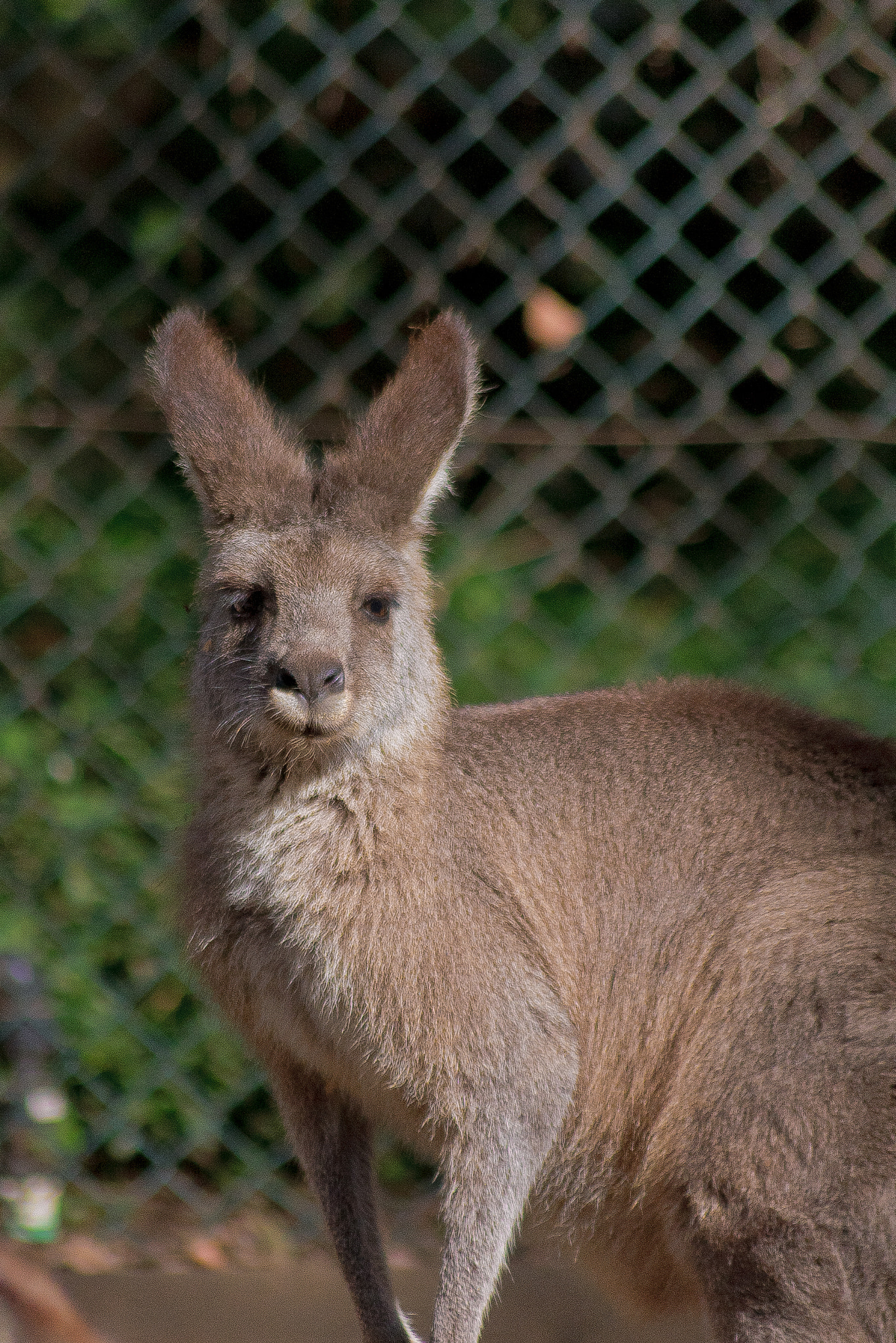Sigma 70-300mm F4-5.6 APO DG Macro sample photo. 27773299780.jpg photography