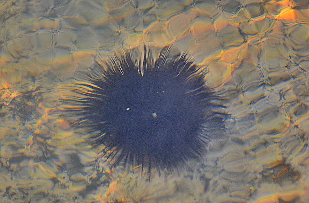 Nikon D7100 + Sigma 70-300mm F4-5.6 APO Macro Super II sample photo. Sea urchin photography