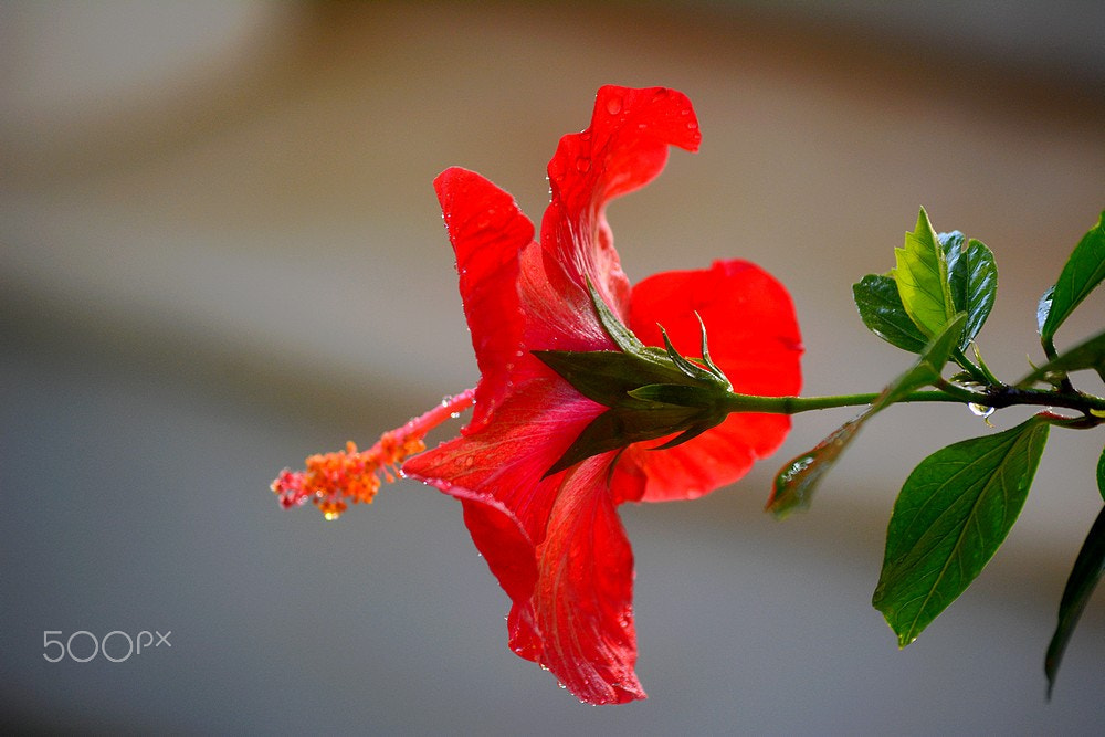 Nikon D7100 + Sigma 70-300mm F4-5.6 APO Macro Super II sample photo. Hibiscus rosa - sinensis photography